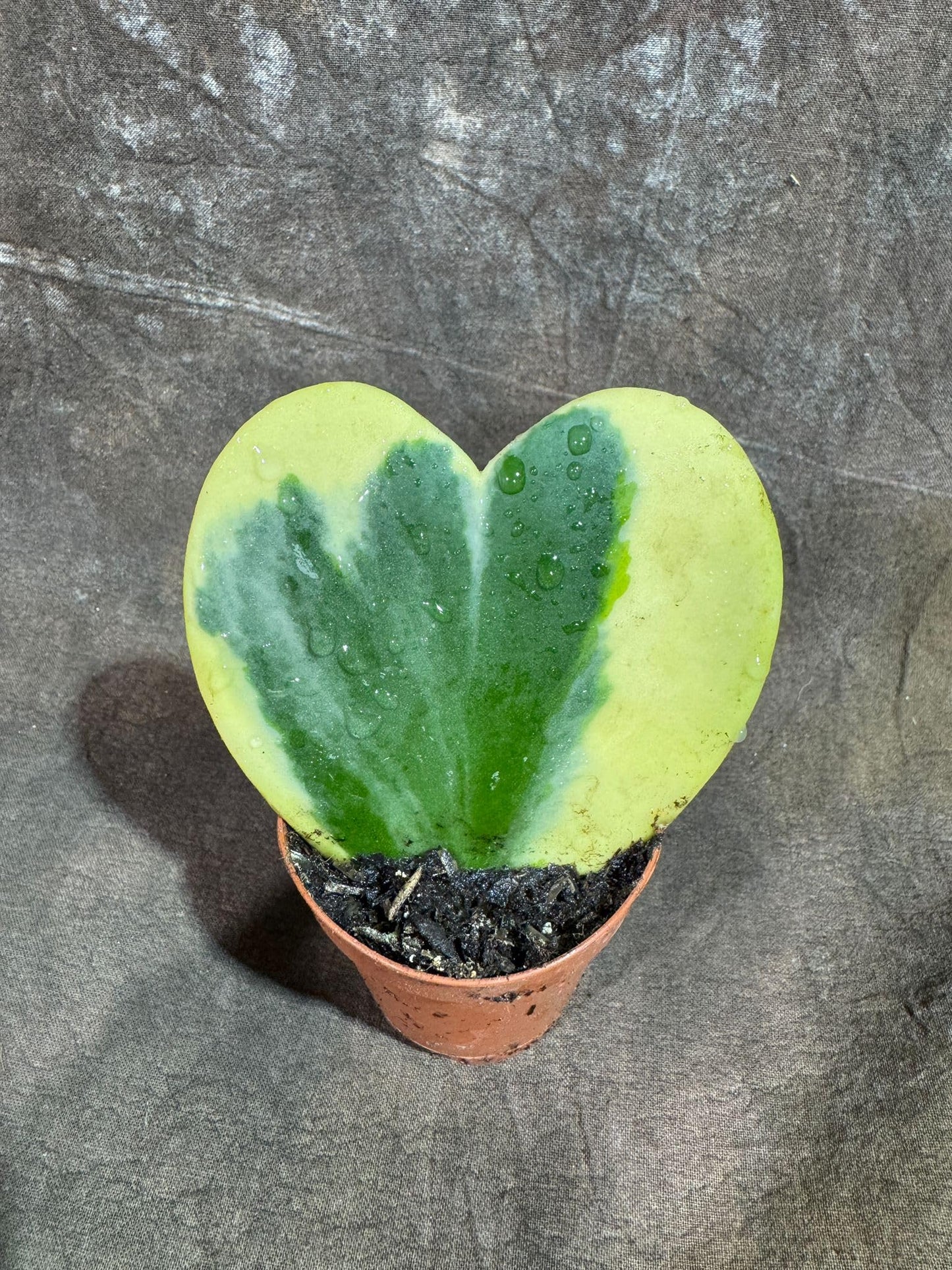 PLANTVERS Variegated Hoya Kerrii ‘Albomarginata’ in 2" Grow Pot – Heart-Shaped Succulent Plant – Rare Live Indoor Houseplant