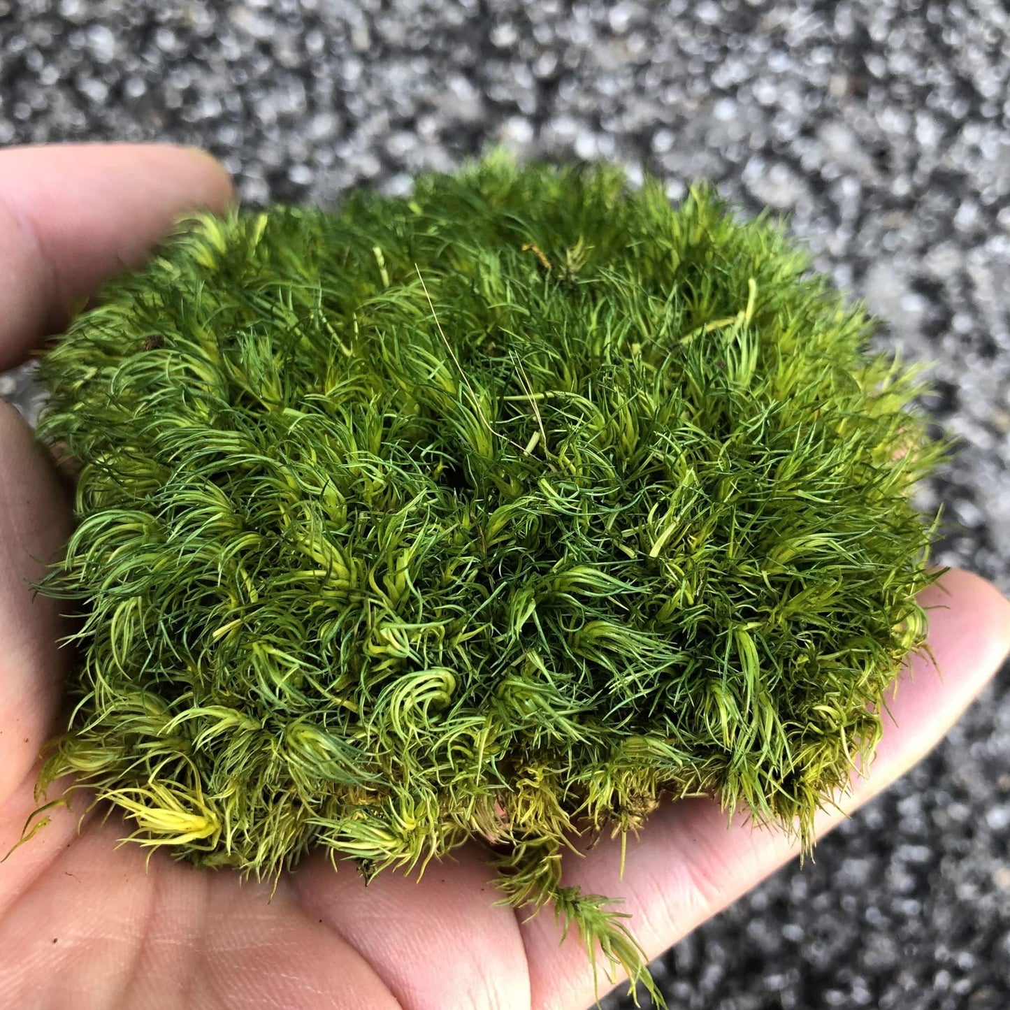 prefleur Preserved Pole Moss Pillow Bun Cushion Natural Green Decorative Real Natural DIY Kit Terrariums Garden Art Wall Florist Easter Wedding Decor (1.5 sq.ft., Green-A)