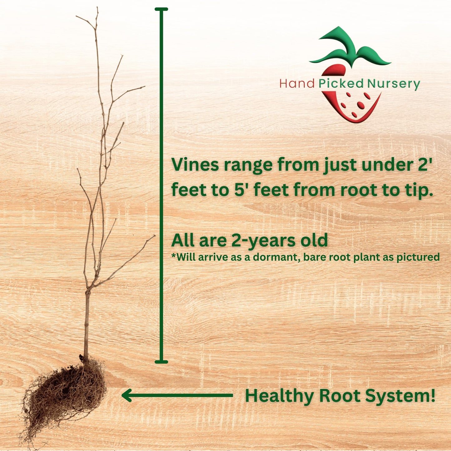Darlene Muscadine Grape Vine, Live Plant - 2-Year Old, Large Grape Variety - Muscadine Vines from Hand Picked Nursery (1)