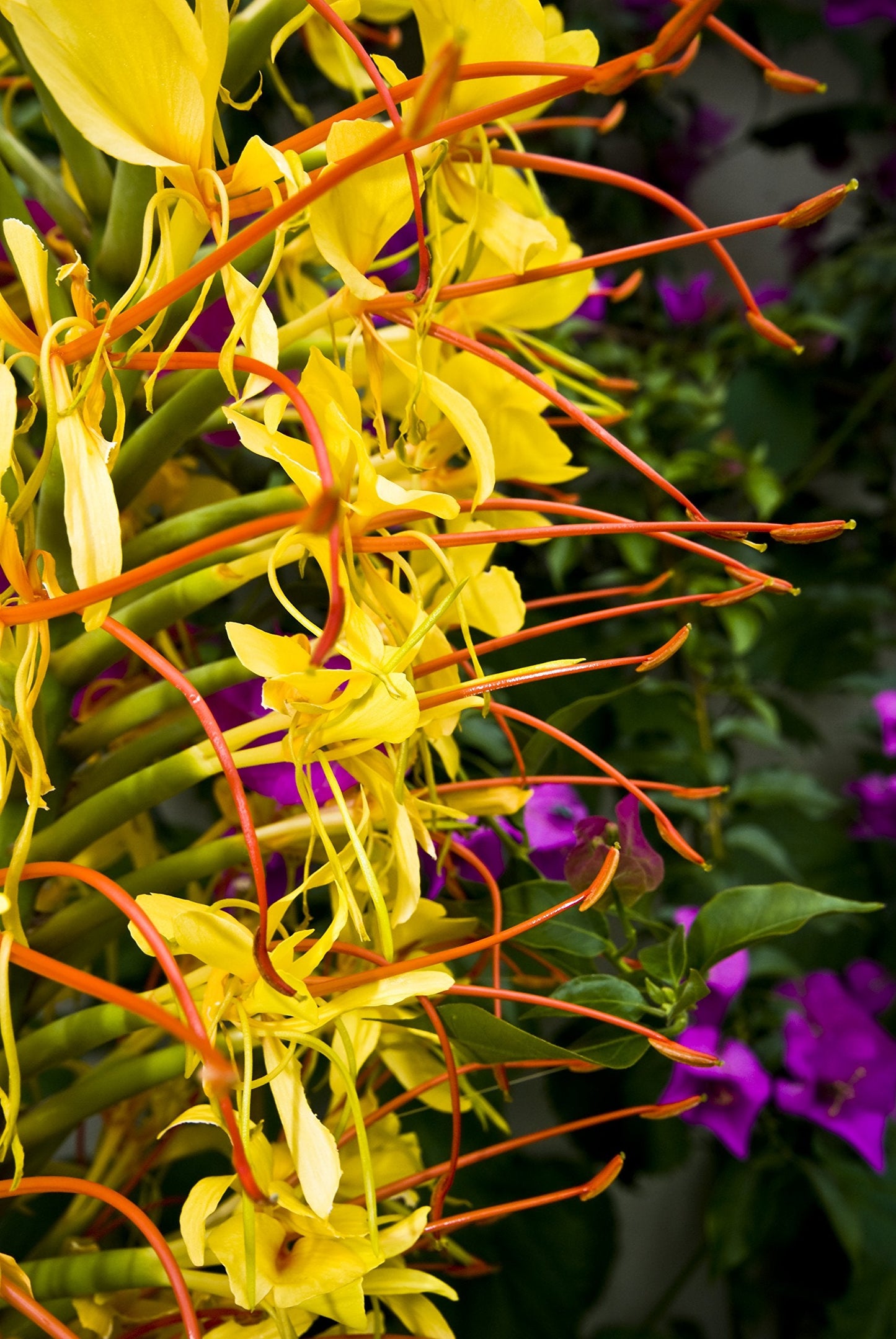 Easy to Grow Ginger Aurantiacum 3 Flower Bulbs - Uncommon Orange Fragrant Blooms in Summer Tropical Garden