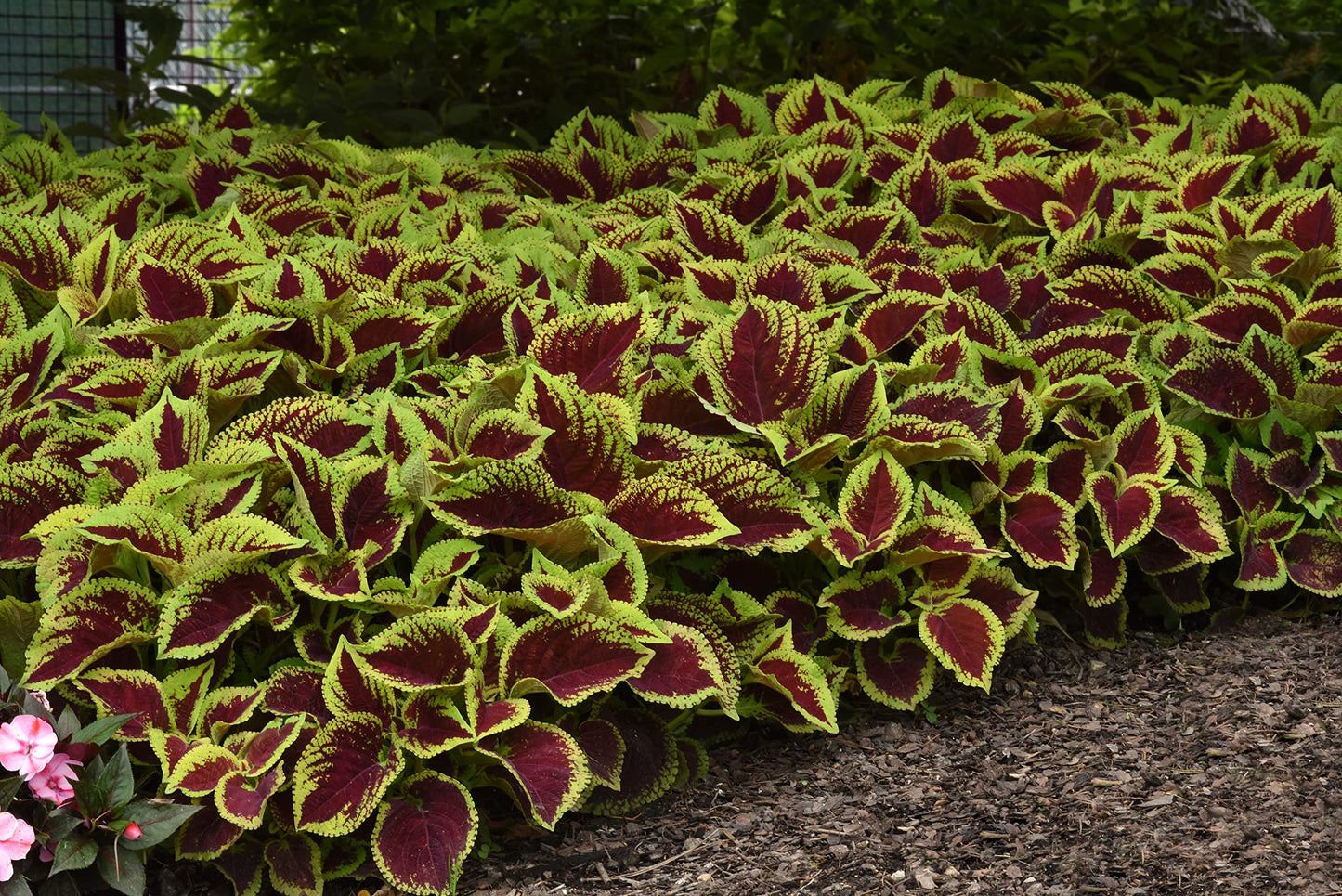 Live Coleus Plant, Shade Loving Outdoor Plants for Spring, Easy to Grow, Real Tender Perennial or Annual, Fast Growing, Great for Garden Containers, Unique Foliage