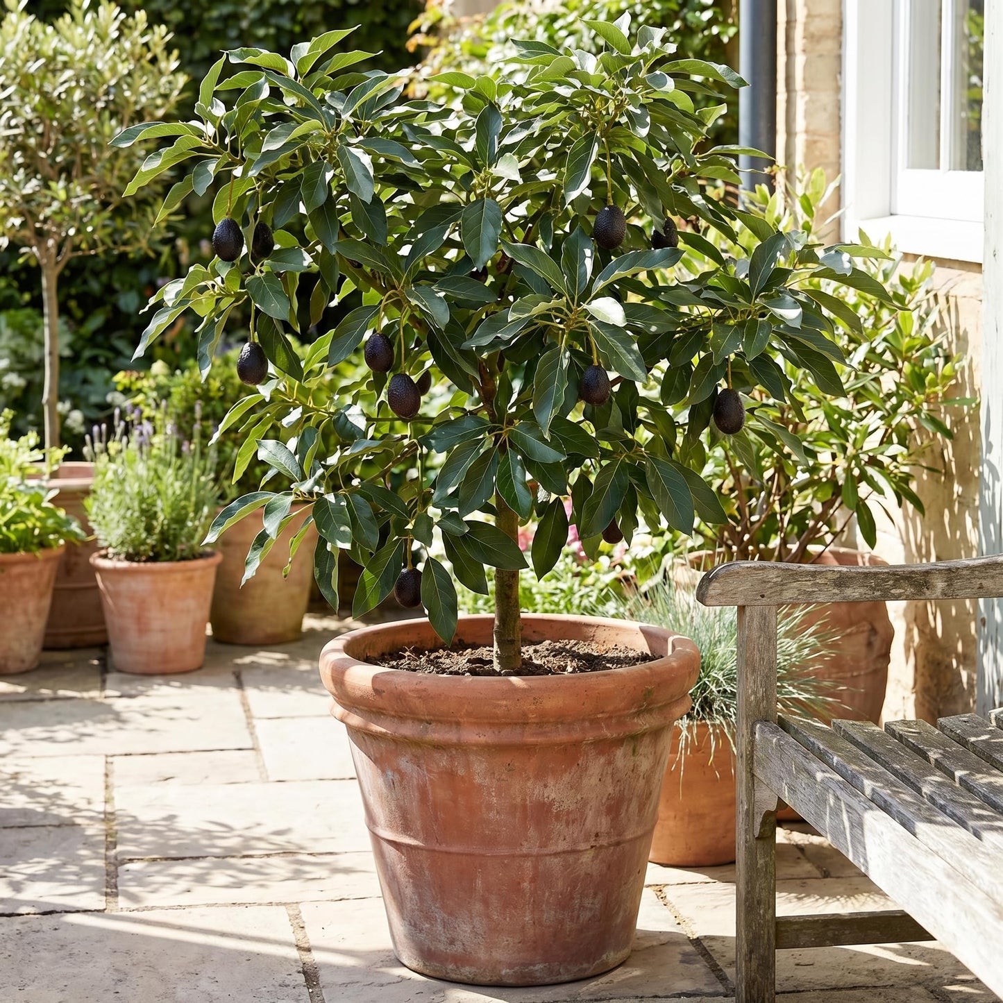 Avocado Tree Live 1-2 Ft Tall in 3 Gallon Pot, Grafted Avocado Tree for Outdoor Garden or Patio Planting, High Yield, Ready to Bear Fruits, No CA (Black Avocado)