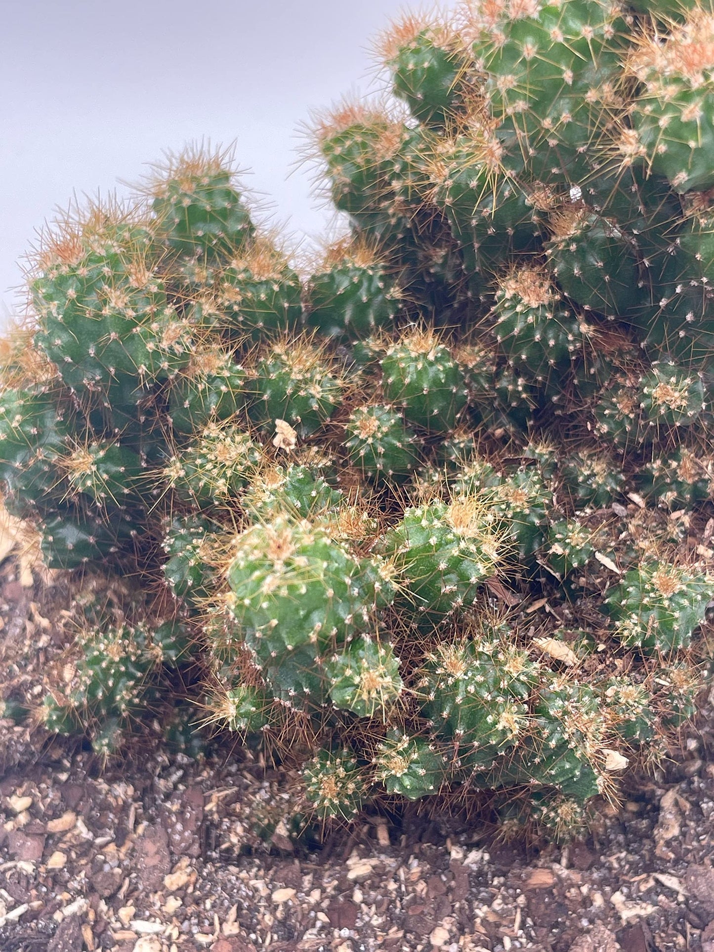 BubbleBlooms Peruvian Apple Cactus in a 6 inch Pot Crested, Repandus, uruguayanus, Hedge Cacti, Cereus
