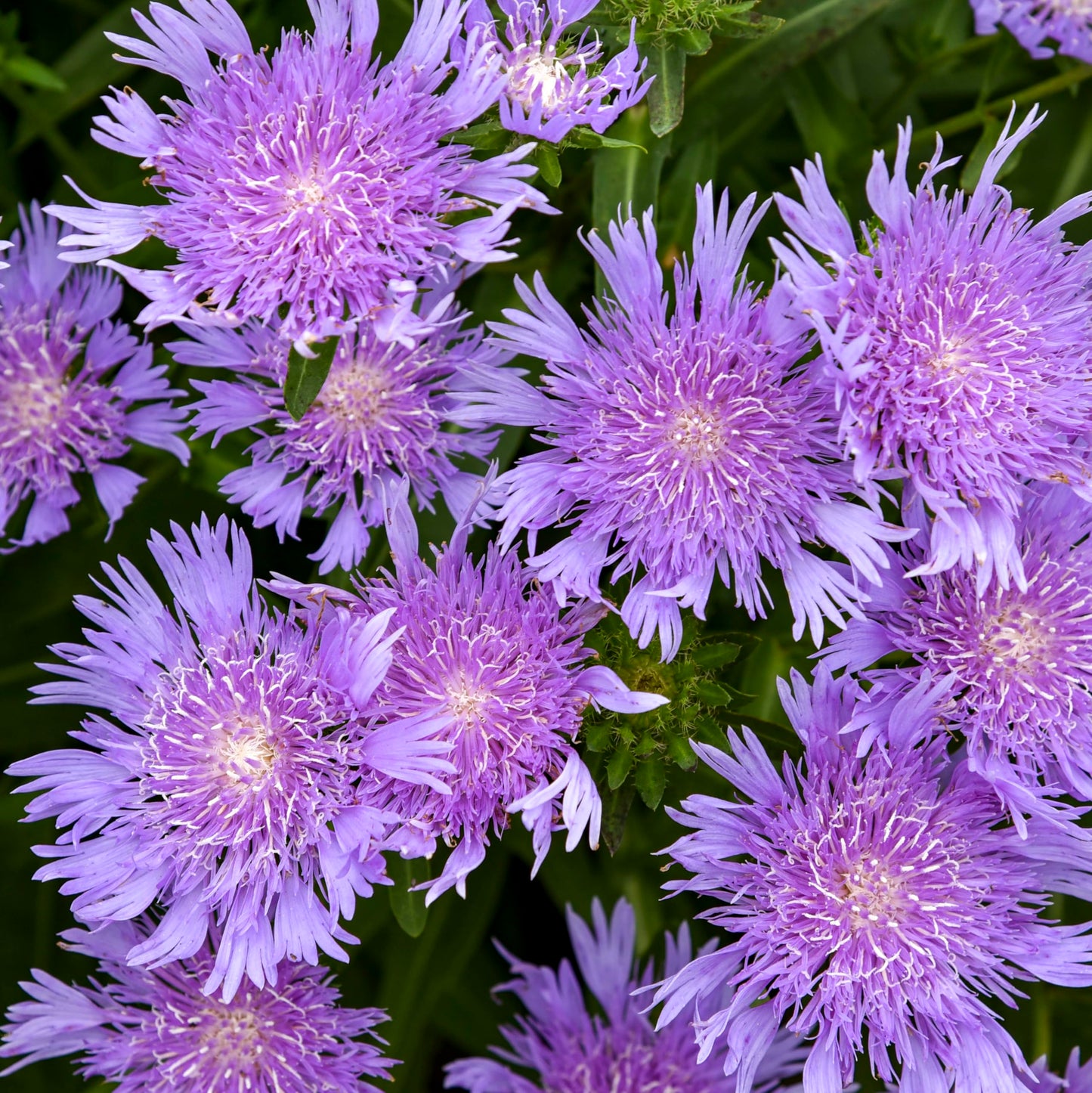 Live Plant Green Promise Farms - Proven Winners Stokesia laevis Totally Stoked Riptide Aster, Purple Flowers #1 Size Pot - Plant Does NOT Ship to AZ, CA, HI, ID, MT, NV, OR, PR, UT & WA!