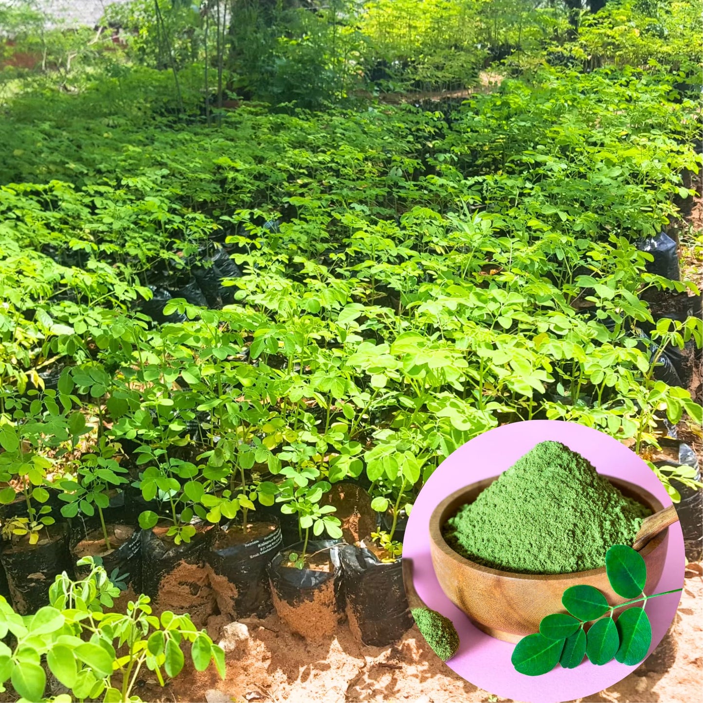 Sets 2 Moringa Plants Live Tree, 6 to 10" Moringa Oleifera Plant, Well Rooted, Cold Hardy, Spring Planting Drumstick Horseradish Tree