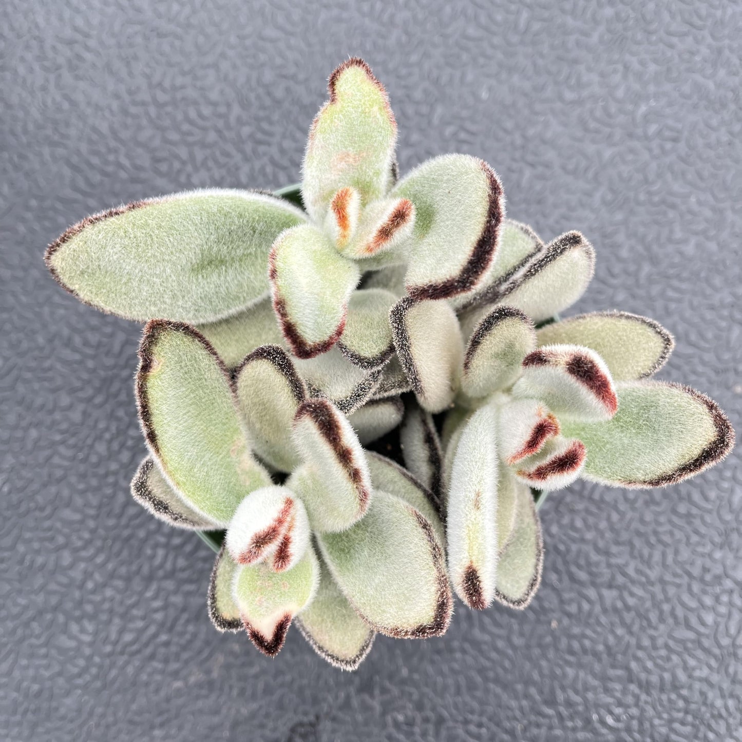 Sprout N Green Kalanchoe Tomentosa Daruma, Live Cactus Plant Fully Rooted in 4" Pots with Soil Mix, Houseplant for Indoor Outdoor Home Office Decor, Keep Away from Pets