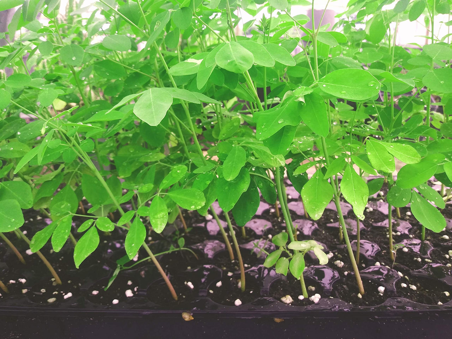 10 Live Plants Moringa oleifera Live Plant Size up to 10" to 15" 00