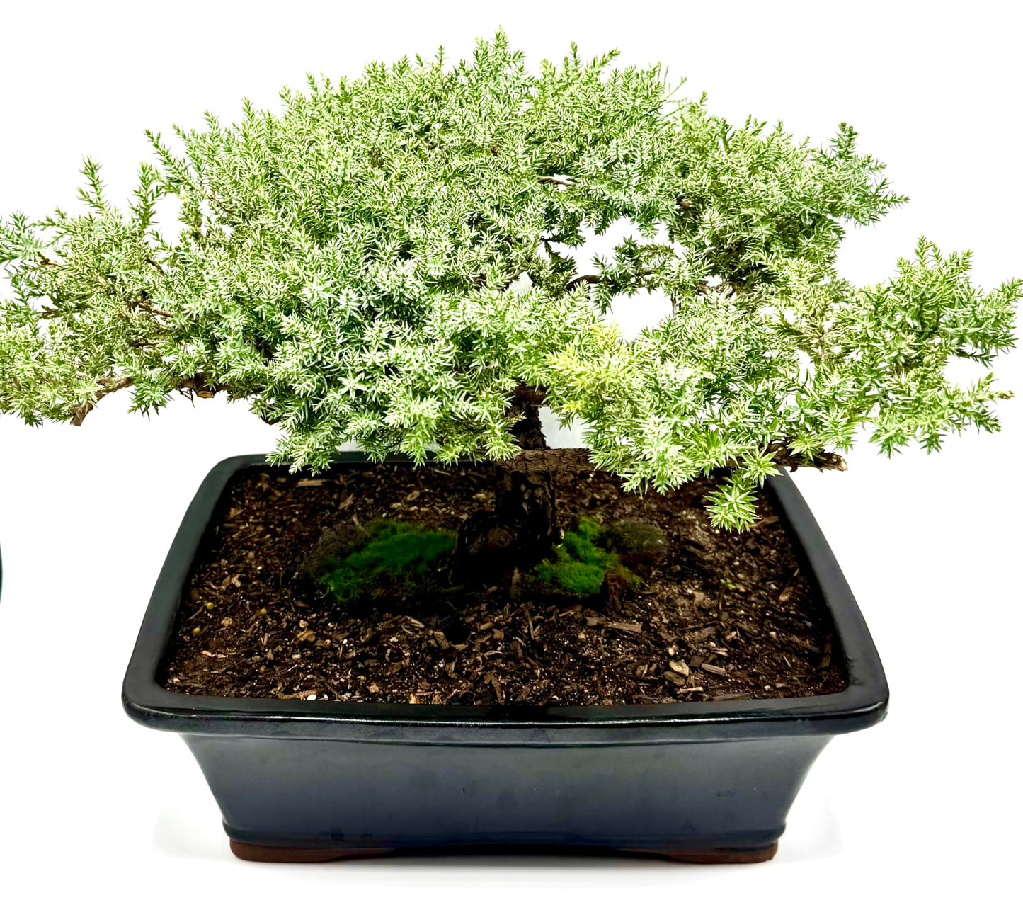 Live Dwarf Juniper Bonsai Tree 15+Years Old | Juniper or Jade Bonsai Tree | Indoor/Outdoor | 100% Handcrafted| Home and Office Décor | Best Gift for Holiday (style4)
