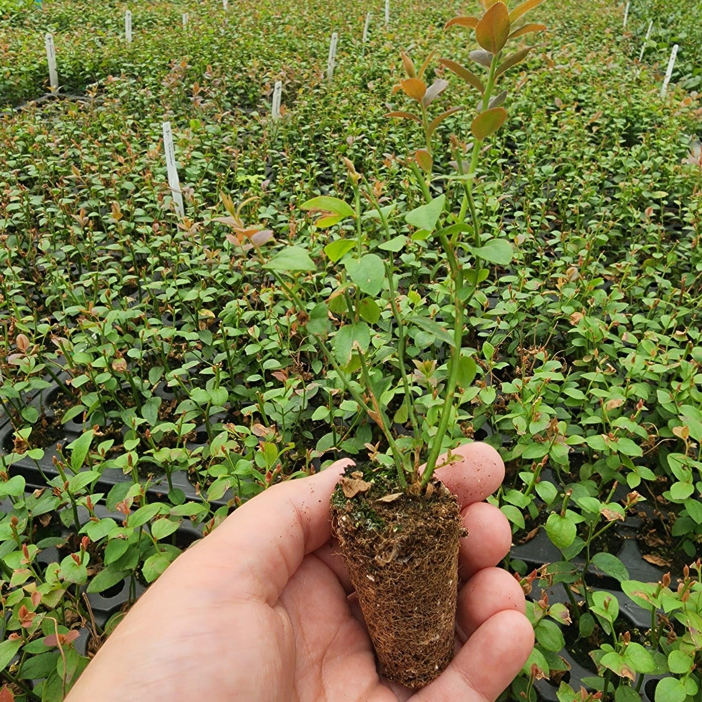 Live Chandler Blueberry Bushes (4 Pack) – Northern Highbush Blueberry Bushes for Planting, Vigorous Growth, Extended Harvest Season, Suitable for Various Climates