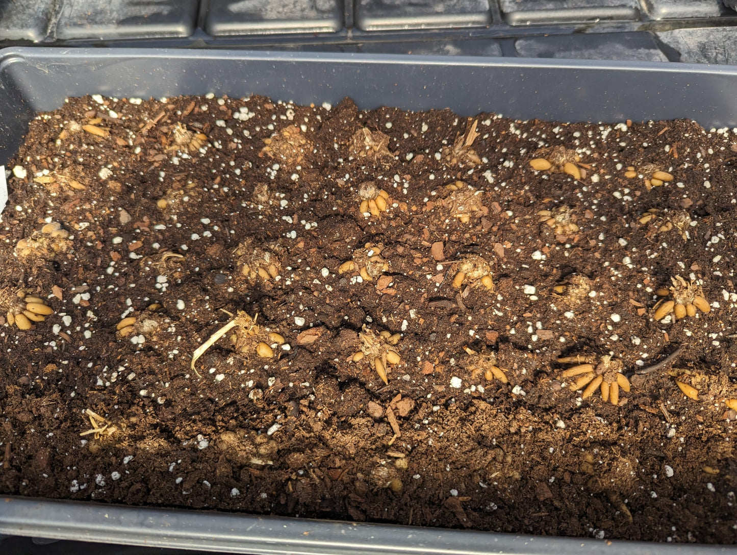 Ranunculus Bulbs Orange Mix (20 Bulbs) - Orange Shades Mix Ranunculus Bulb Corms - Large Bulbs, 8+ cm