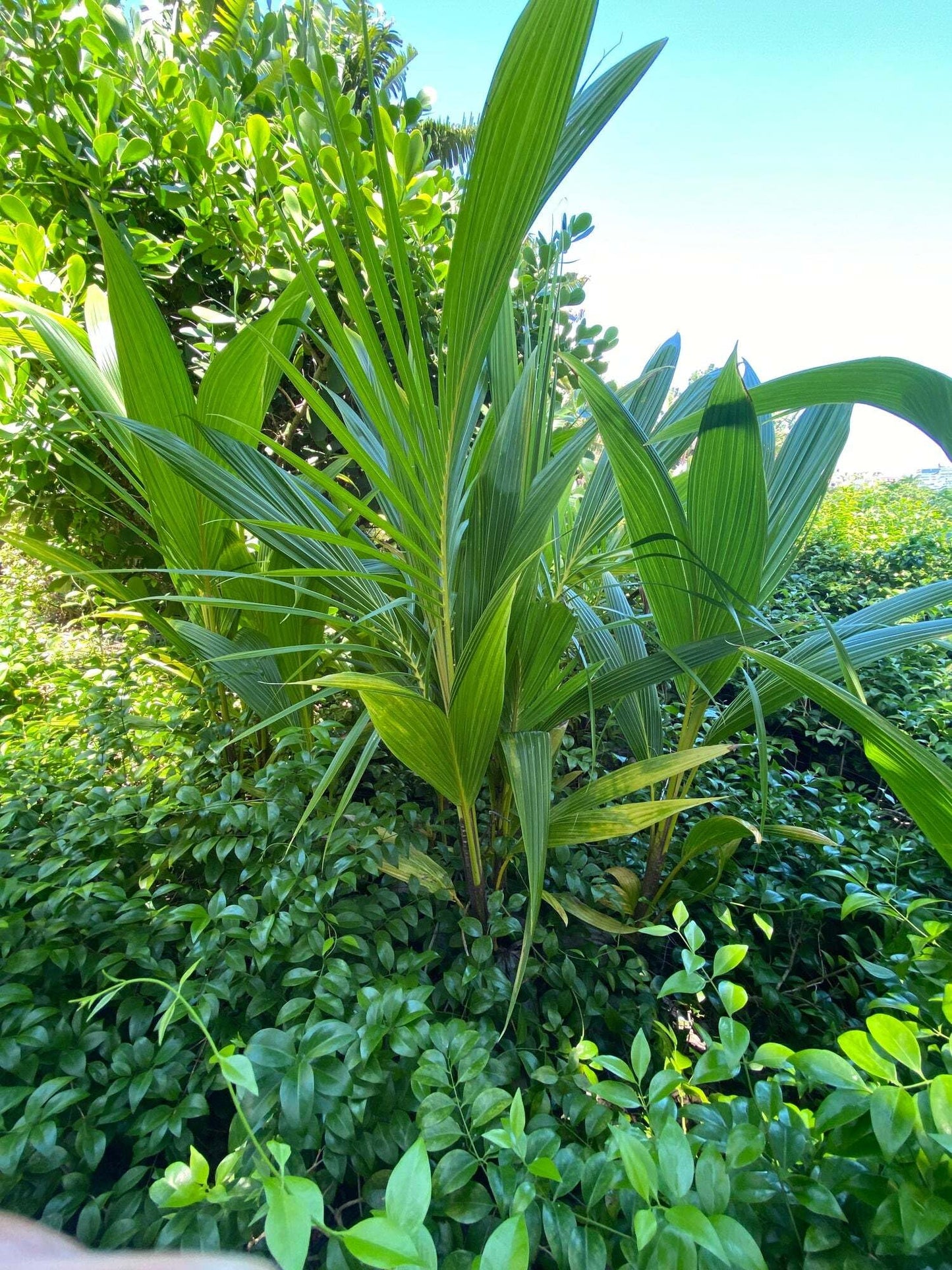 Green Malayan Coconut Palm Tree - Tropical Cocos Nucifera, Low Maintenance Live Exotic Palm for Indoor & Outdoor Spaces, Air-Purifying, Drought-Tolerant Ornamental Accent Plant (2gal Pot, 2-3ft)