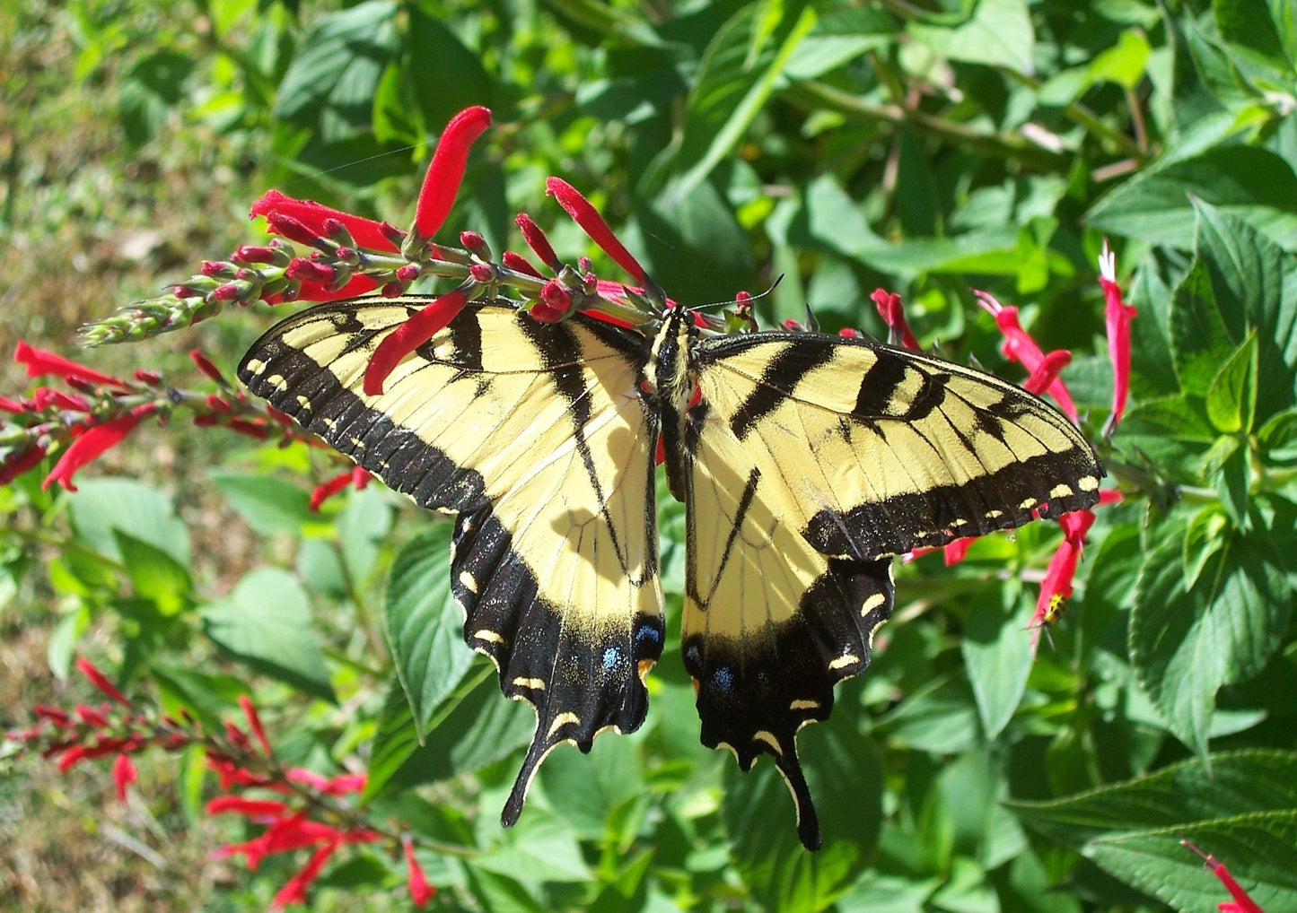 Clovers Garden Pineapple Sage Herb Plants- Two (2) Live Plants - Non-GMO - Not Seeds -Each 4"-8" Tall- in 4 Inch Pots, Pollinator Favorite, Gorgeous Red Blossoms