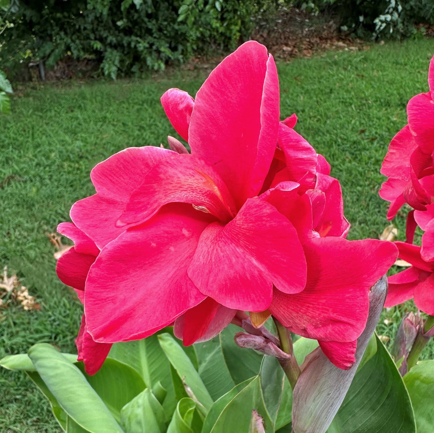 Pink Magic Canna Lily Bulb – Deep Rose Pink Blooms, Full Ruffled Flowers, Tropical Garden Perennial, Zones 3–9, 3–4 Ft Tall, Summer Rhizome, 1 Bulb