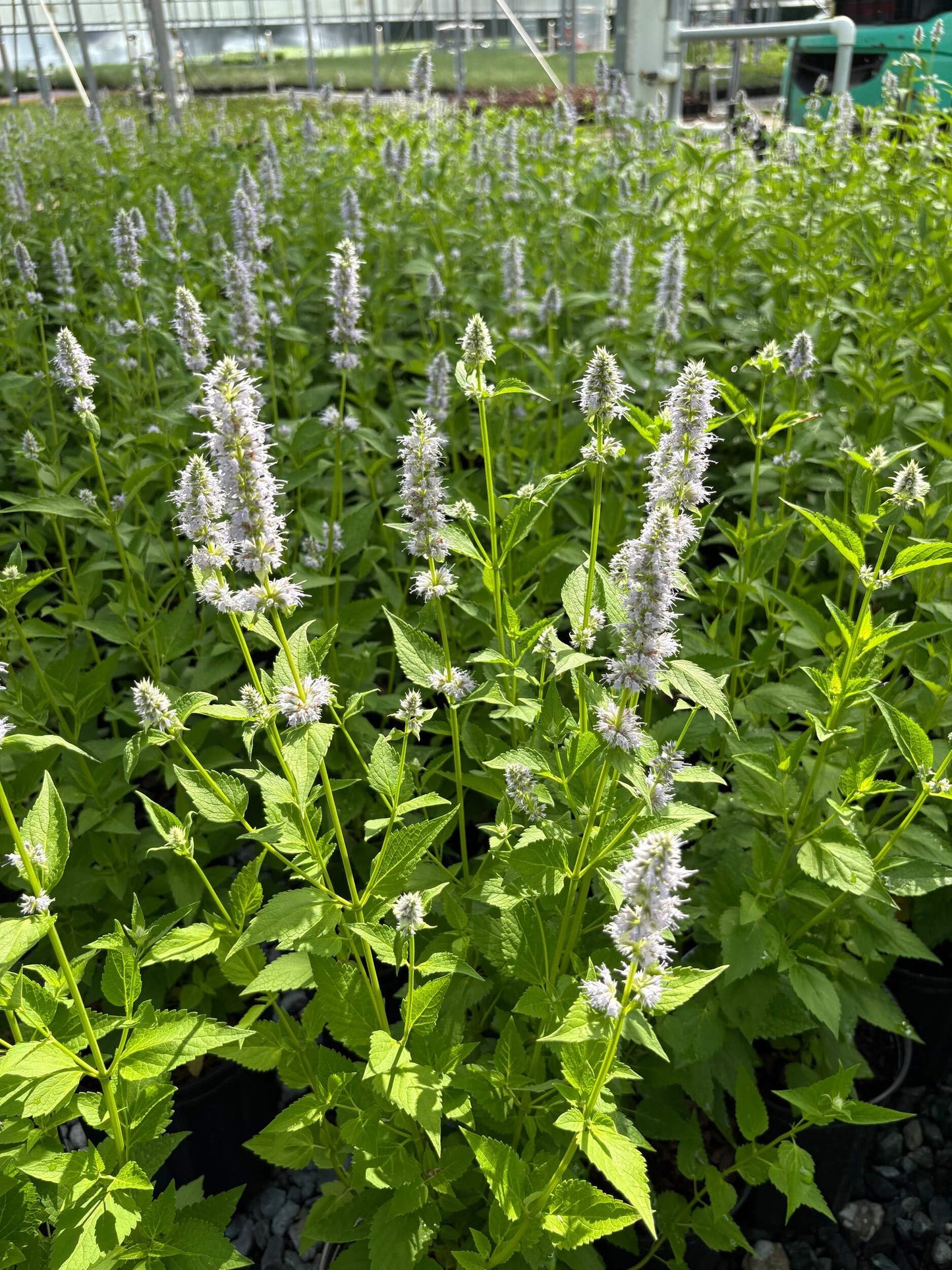 Perennial Farm Marketplace Agastache x 'Blue Fortune' (Mexican Hyssop) Perennial, Size-#1 Container, Violet Flowers
