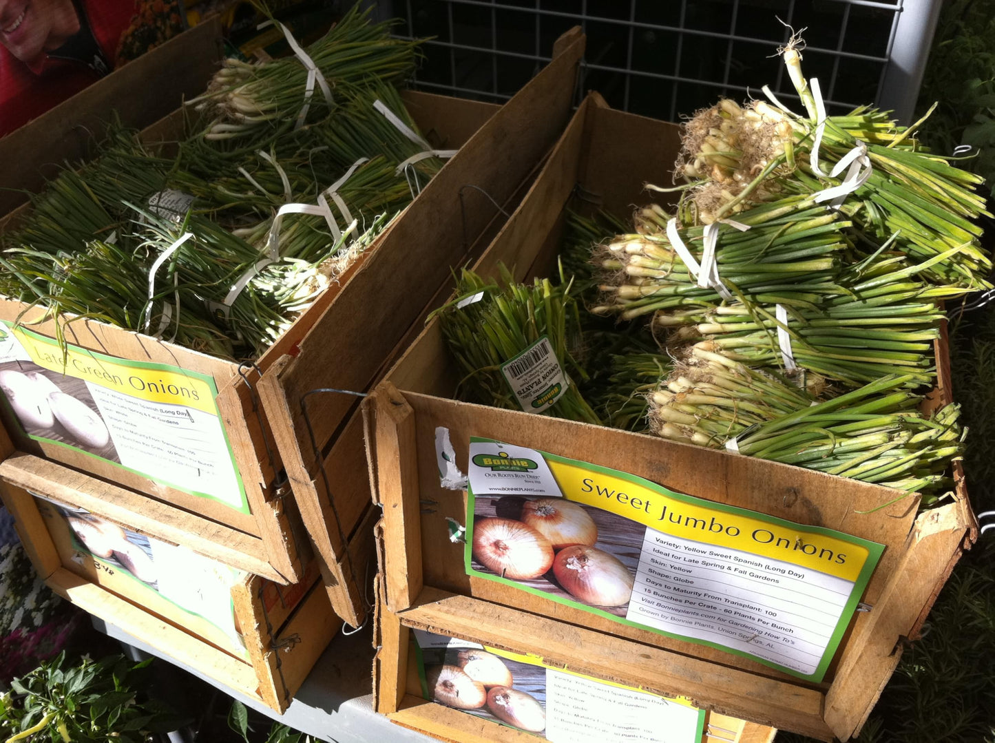 Bonnie Plants 1015Y Onion, Live Plant, Onion Set, Short-Day Onion Ideal for Raised Beds and In-Ground Gardens, 4-Pack