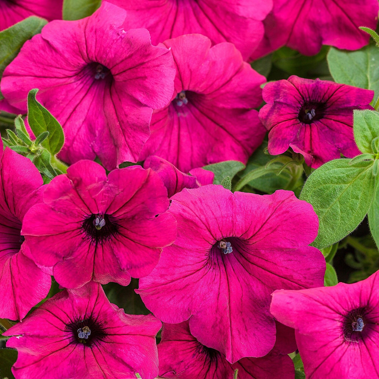 Supertunia Royal Magenta, Petunia Hybrid Live Plant, Flowering Plant, Flowers in Brilliant Color with Mounding and Trailing Habit, Container Size: 4.5"