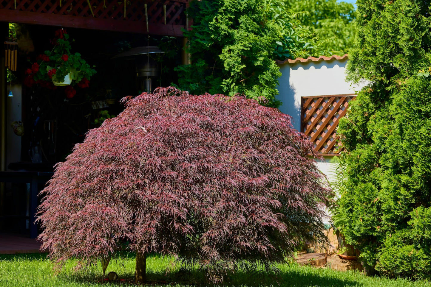 10 INABA SHIDARE Maple Weeping Red Laceleaf Japanese Acer Palmatum Dissectum Tree Seeds