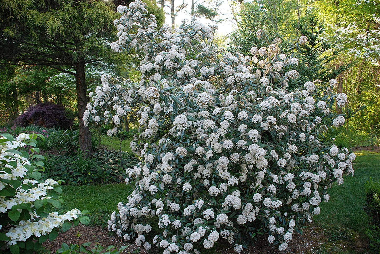 Pragense Viburnum - Live Plant Shipped 2 to 3 Feet Tall by DAS Farms