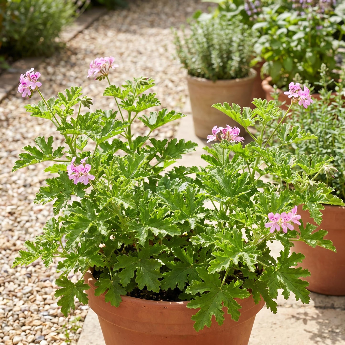 Set 2 Citronella Live Plants 4-7 Inches, Fragrant Citronella Geranium for Growing Outdoor Garden