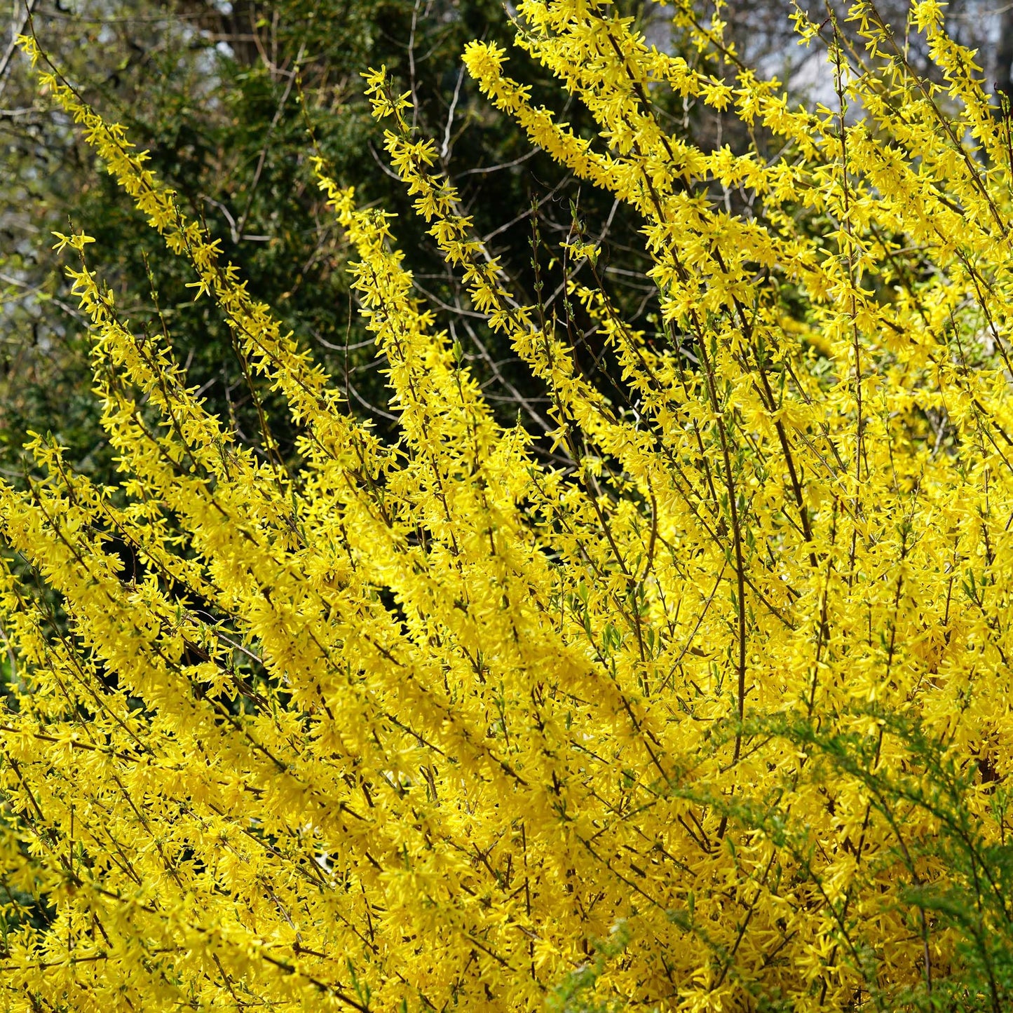 PERFECT PLANTS Lynwood Gold Forsythia Shrub 1 Gallon | Live Shrubs for Outdoor Planting | Fast Growing & Provides Privacy | Gorgeous Yellow Flower in Spring