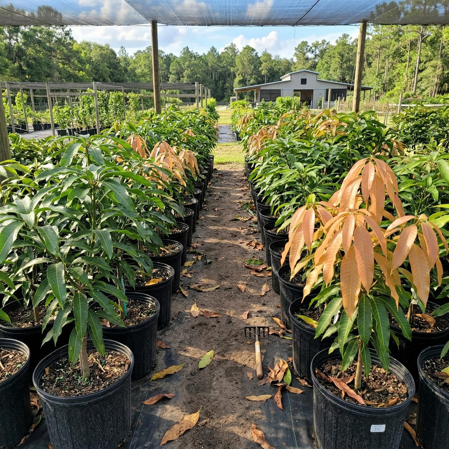 Valencia Pride Mango Trees Live Plants | 2.5–3 Ft Tropical Mango Variety | Fresh, Juicy Mango Fruit Tree for Yard & Patio | No Ship to CA,HI,AK