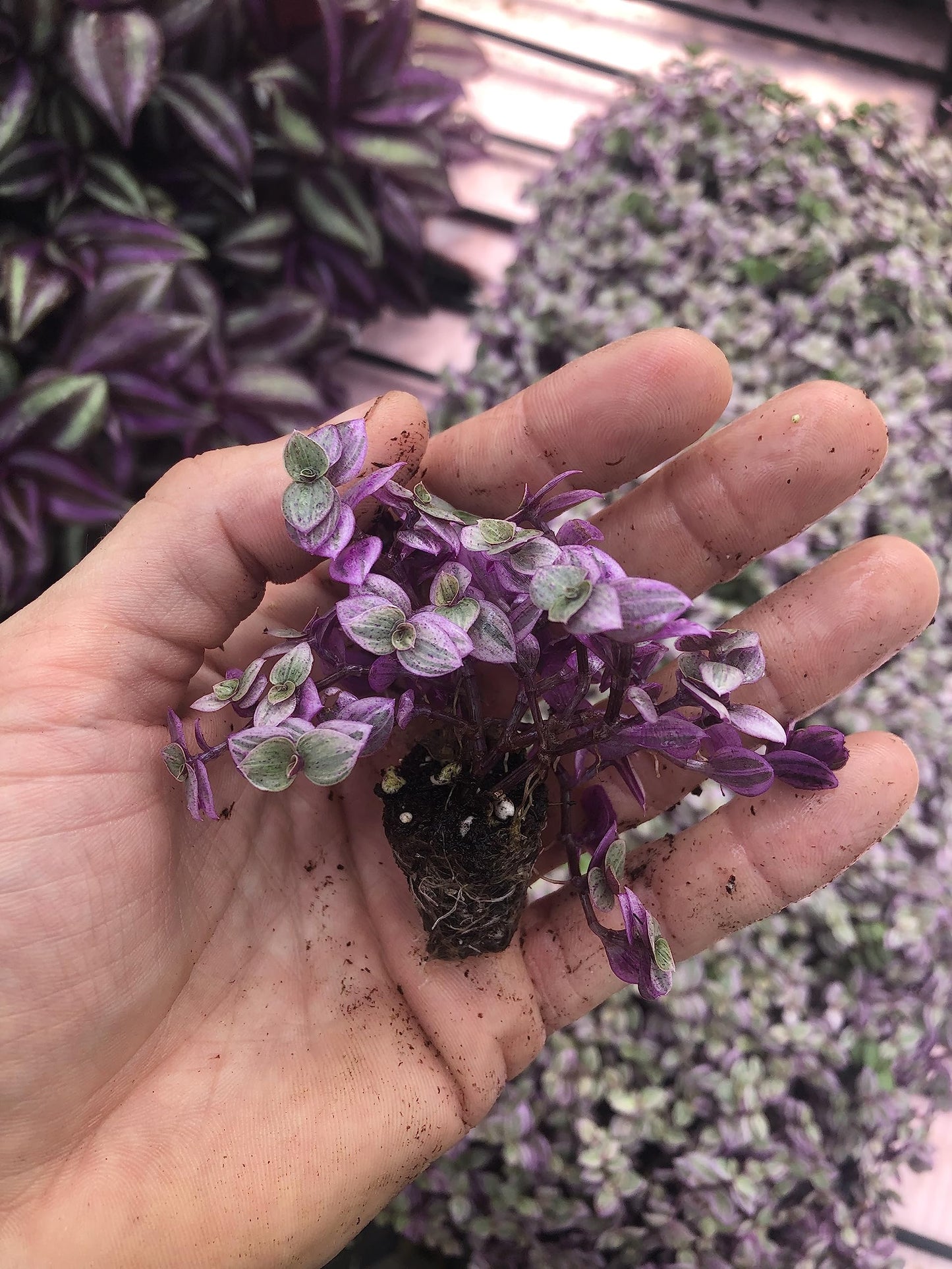 Tradescantia Pink Lady ~ Rooted cuttings (5 Pieces)