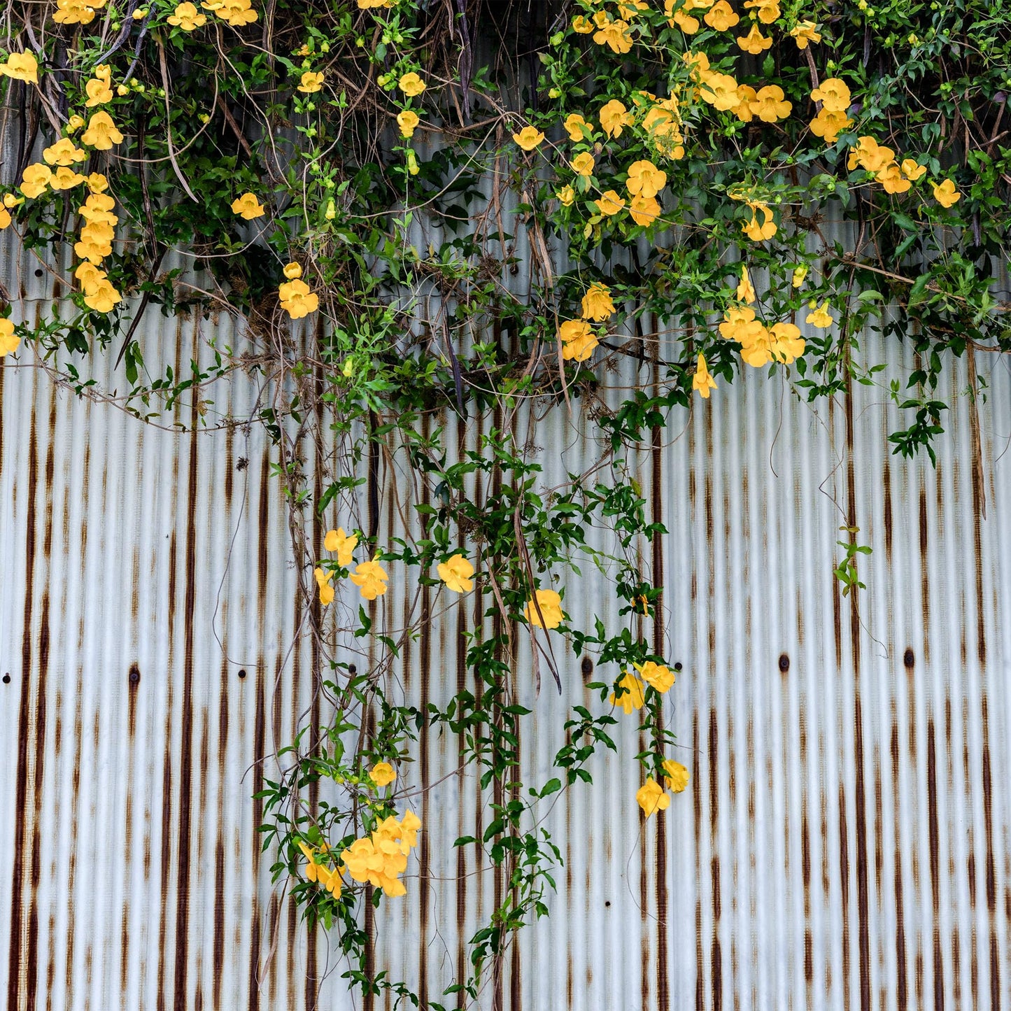 Perfect Plants Yellow Carolina Jessamine 1 Gallon | Live Shrub for Gardens | Fragrant Spring Blooms