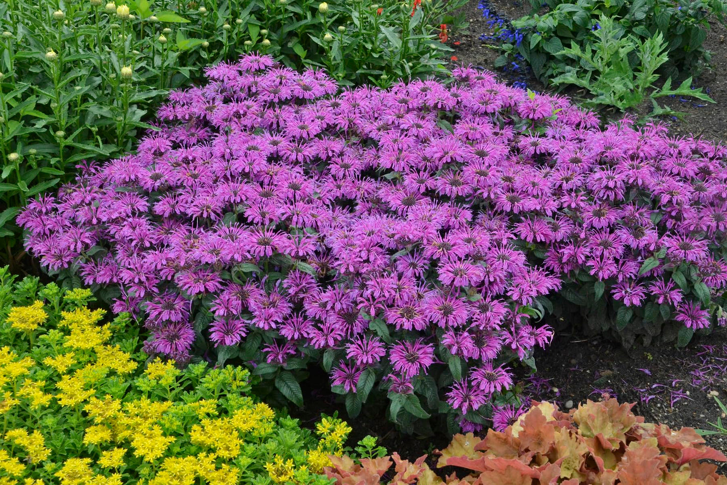 Live Plant from Green Promise Farms - Proven Winners, Monarda 'Leading Lady Plum' Bee Balm, Purple Flowers - #1 Gallon Size Container