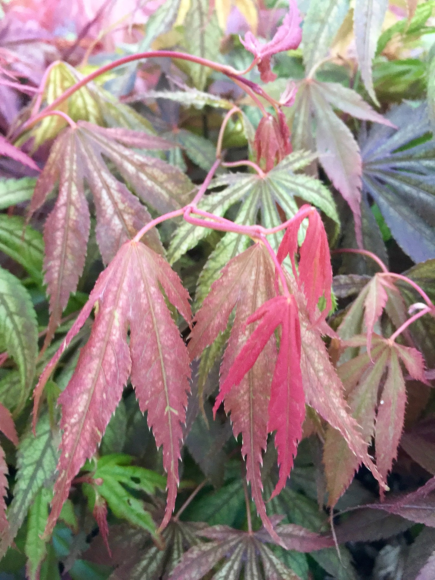 Wills Devine Japanese Maple 2 - Year Tree
