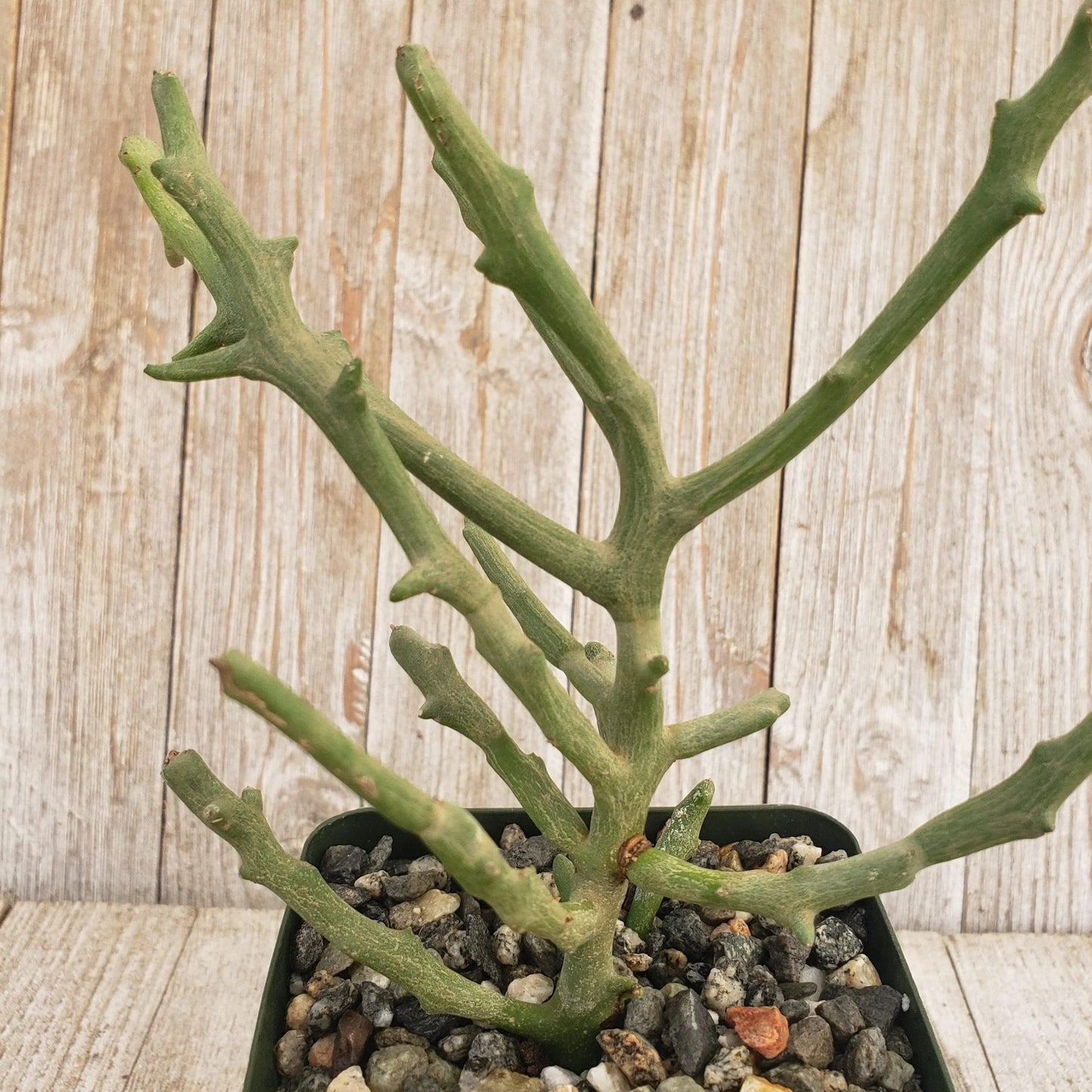 Euphorbia stenoclada spineless Cacti Cactus Succulent Real Live Plant