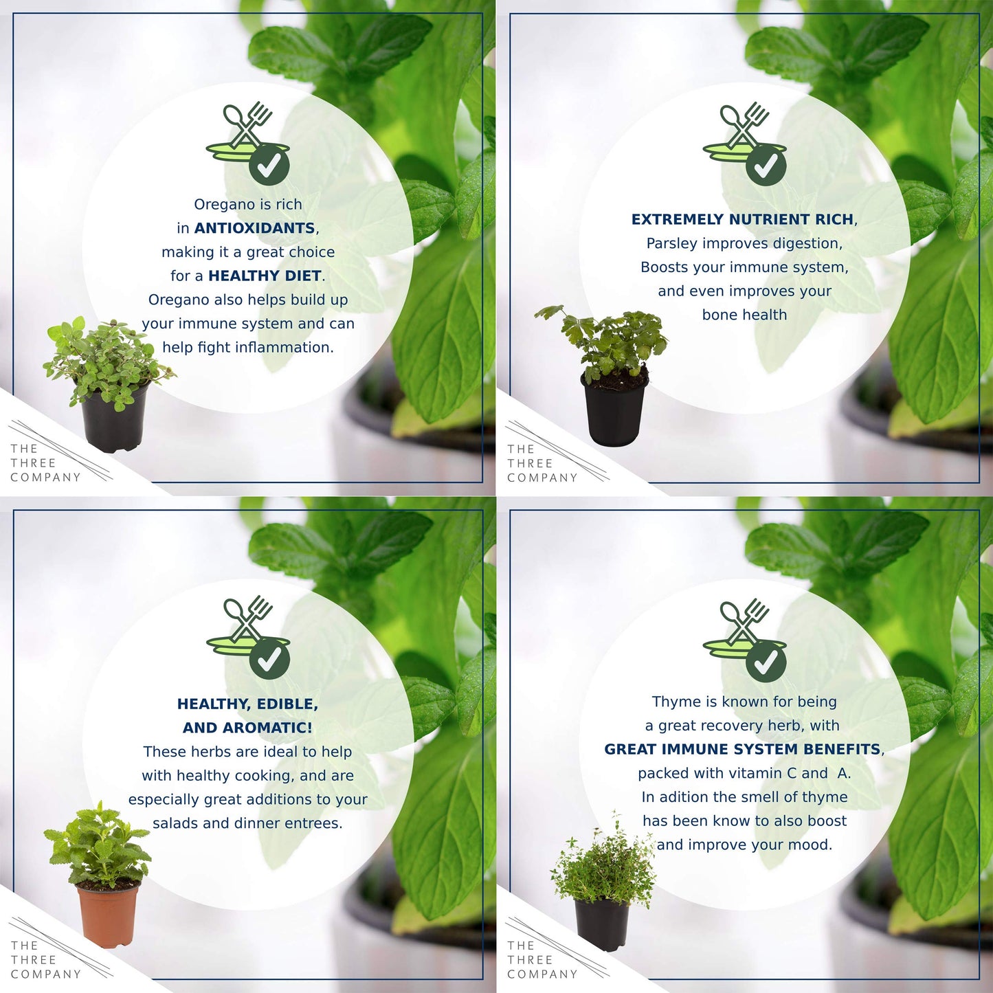 Live Aromatic and Edible Herb Assortment (Rosemary, Eucalyptus, Mint, Lemon Balm, Other Assorted Herbs), 6 Plants Per Pack