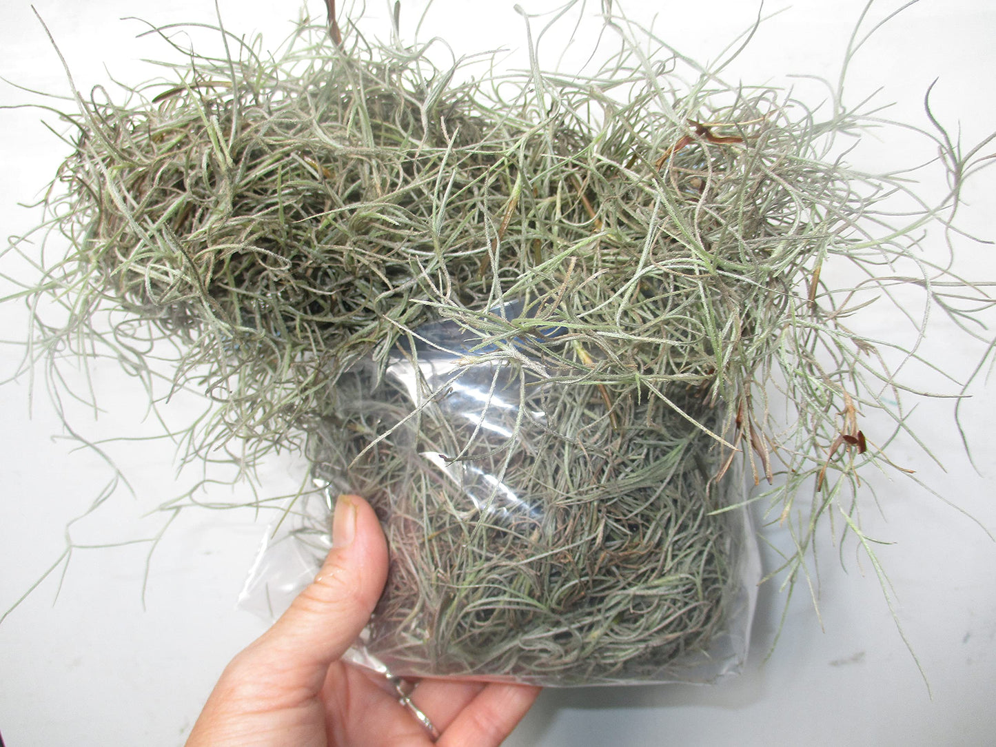 New, Fresh Organic Spanish Moss Live Air Plant OVERSTUFFED Quart Bag Picked from Our Farm & Area.You Buy, we Pick!