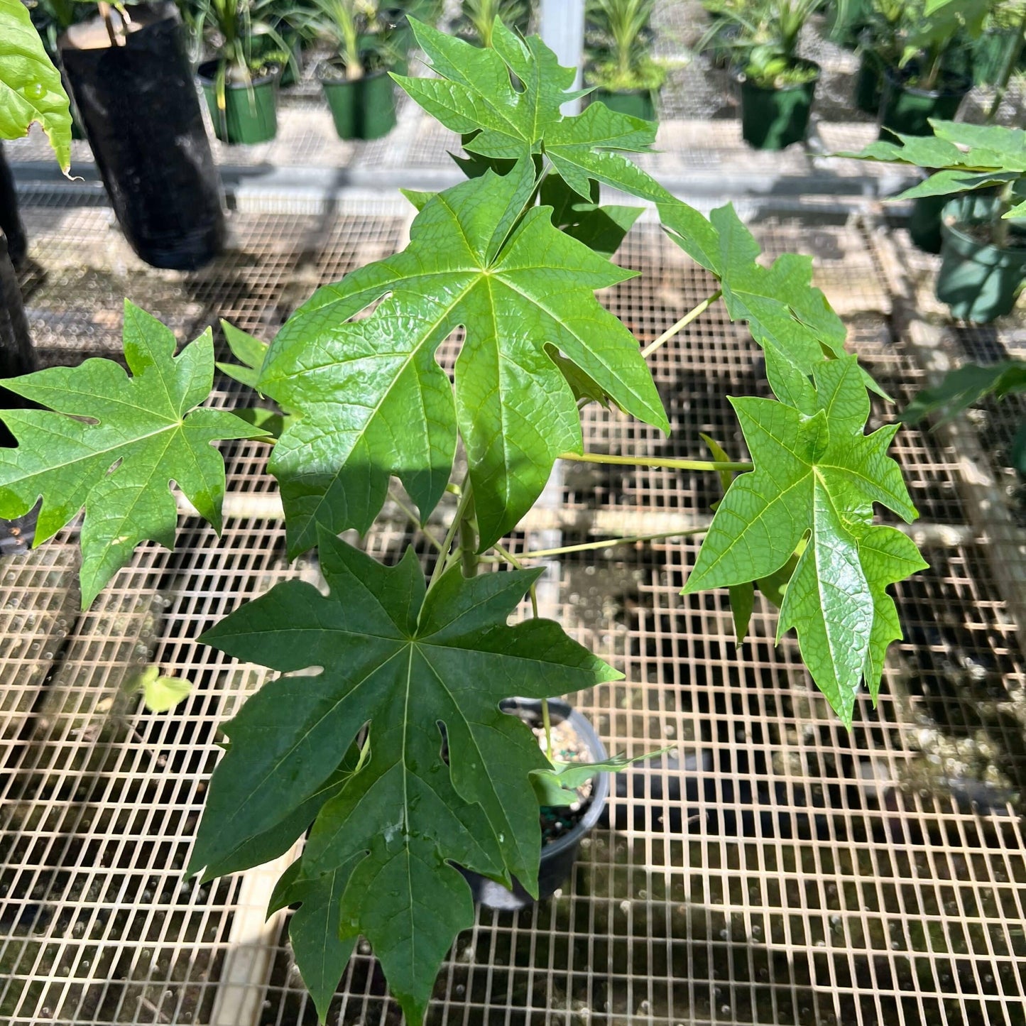 Live Plant - Papaya (Carica Papaya) Live Fruit Tree 1’-2’