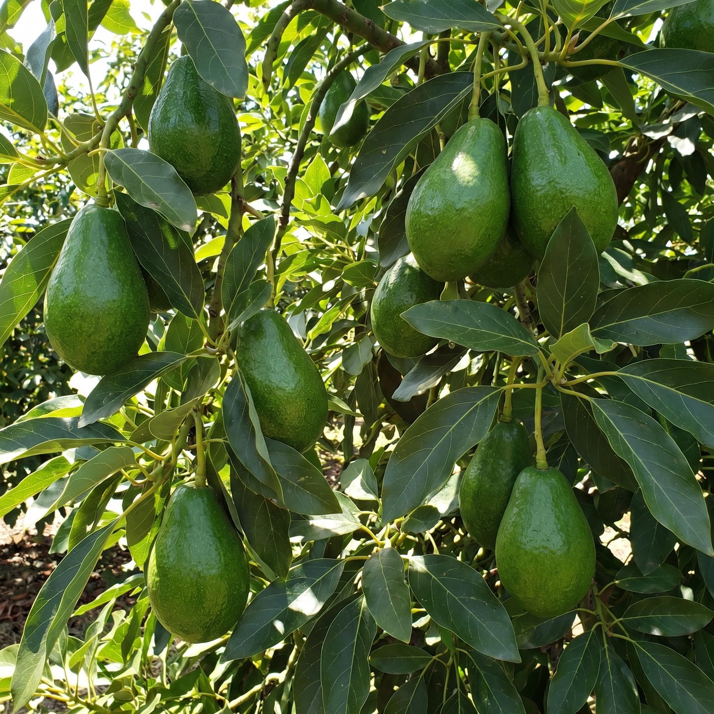 Avocado Tree Live 1-2 Ft Tall in 3 Gallon Pot, Grafted Avocado Tree for Outdoor Garden or Patio Planting, High Yield, Ready to Bear Fruits, No CA (Smooth Green Avocado)