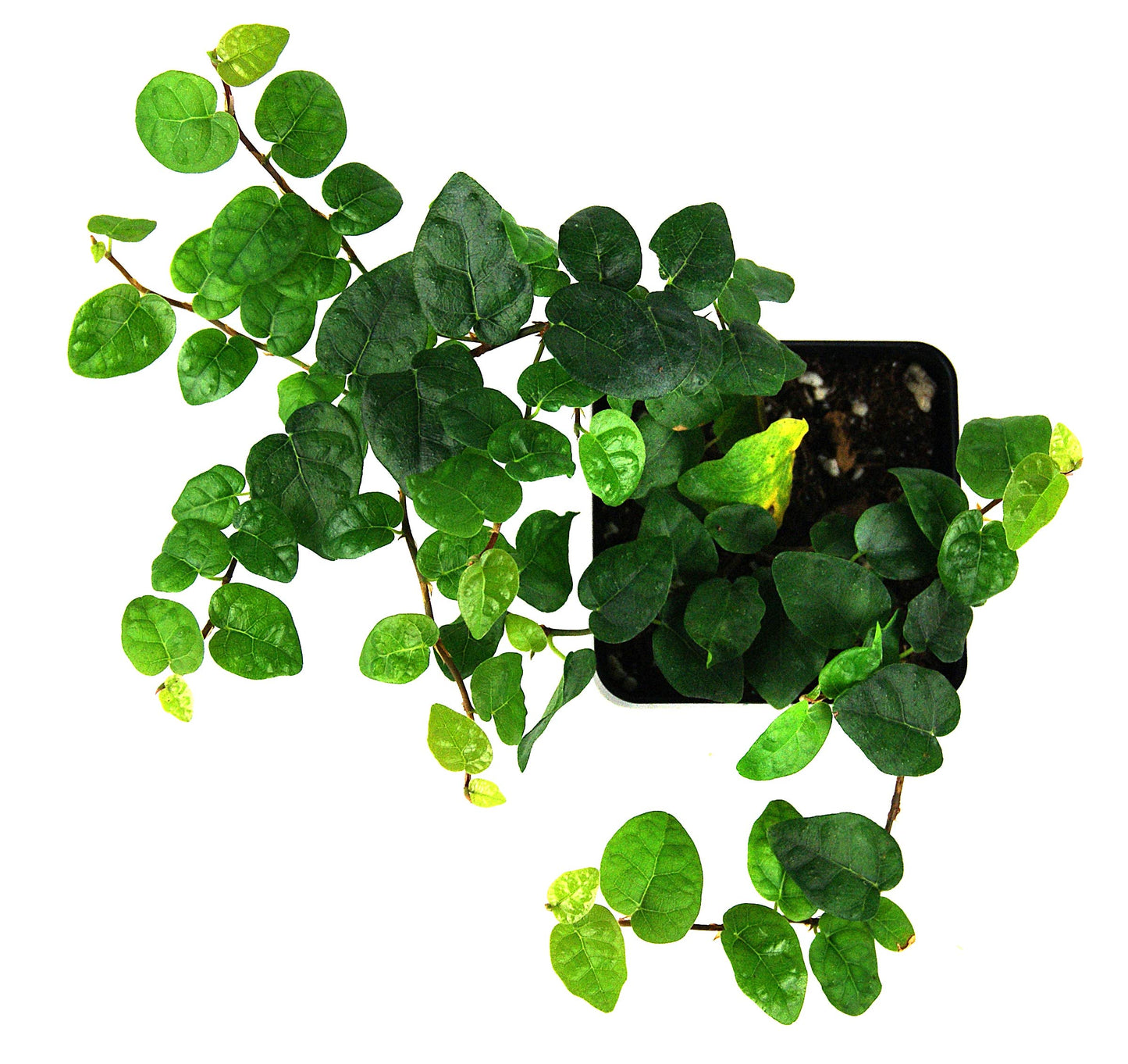 Josh's Frogs Ficus pumila 'Creeping Fig'