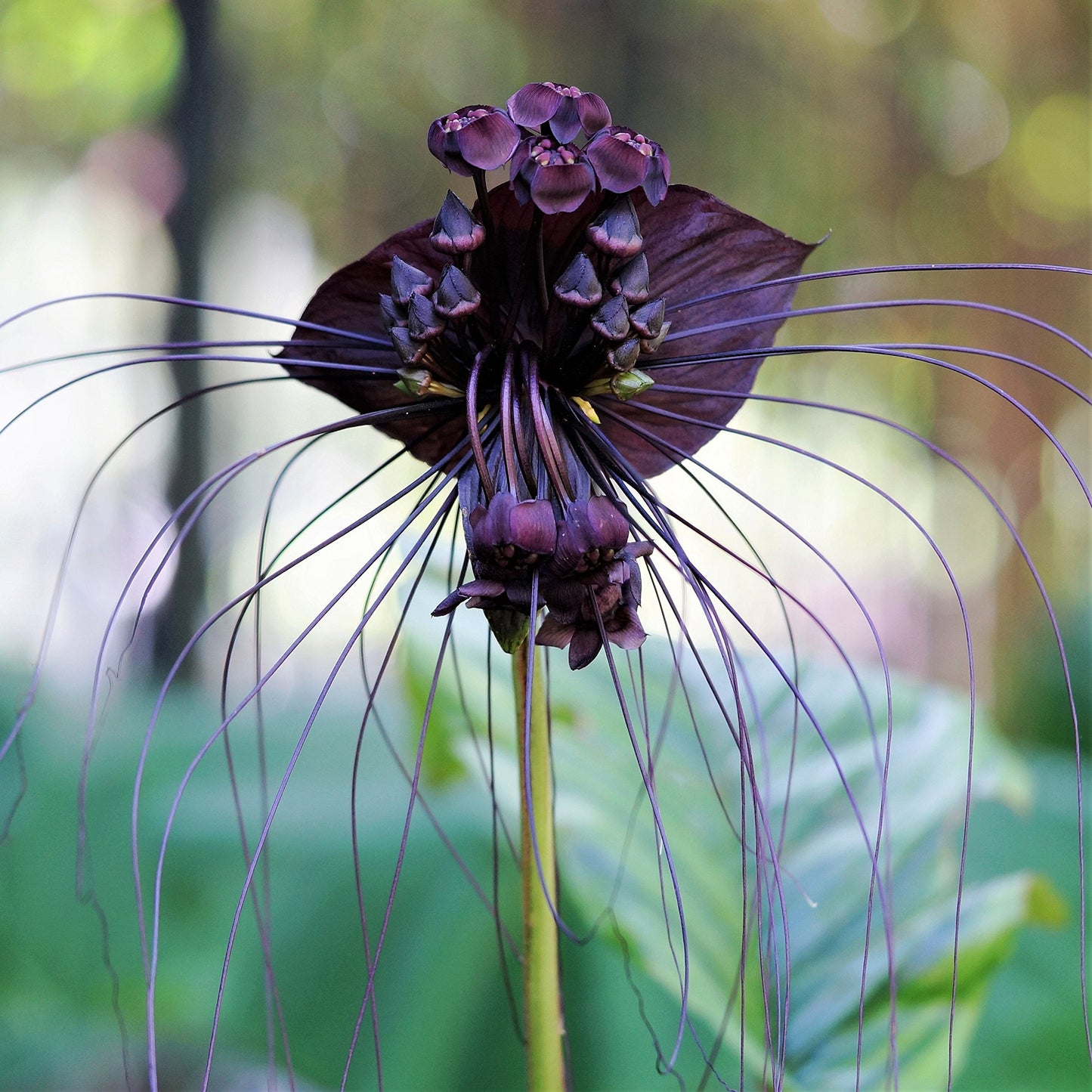 Easy to Grow Tacca Chantrieri 'Black Bat Plant' Rhizome (1 Pack) - Unusual Dark Purple-Black Blooms Spring to Fall in Tropical Gardens