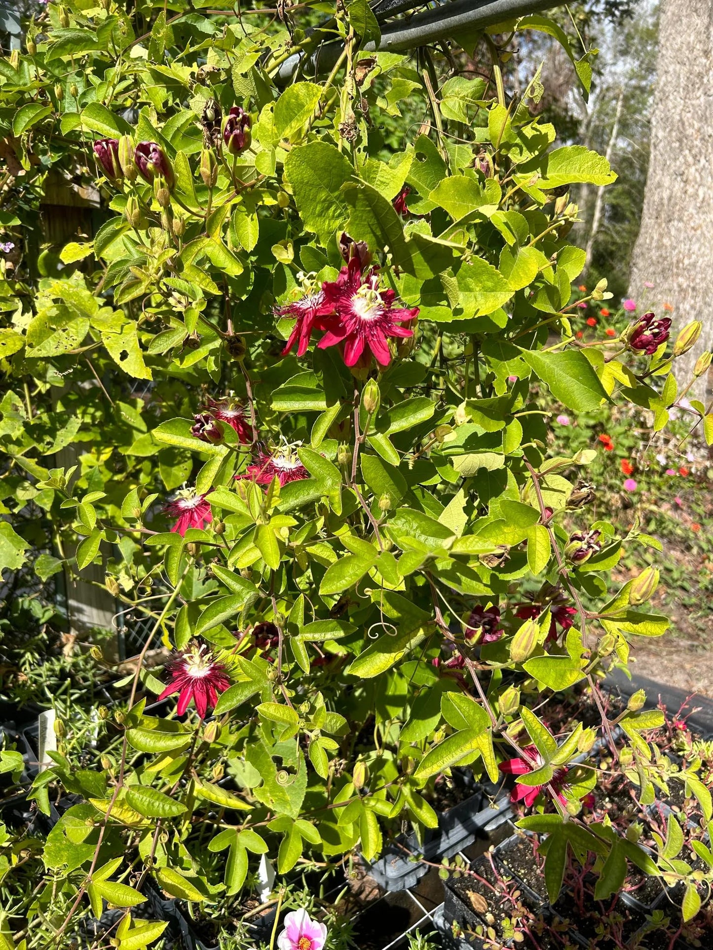Lady Margaret Passiflora Live Plant | 5-9" Tall | Rare Raspberry Red Passion Flower Vine | Hardy Zone 8-11 | Fast-Growing Indoor/Outdoor Patio Climber | Exotic Hummingbird Attractor