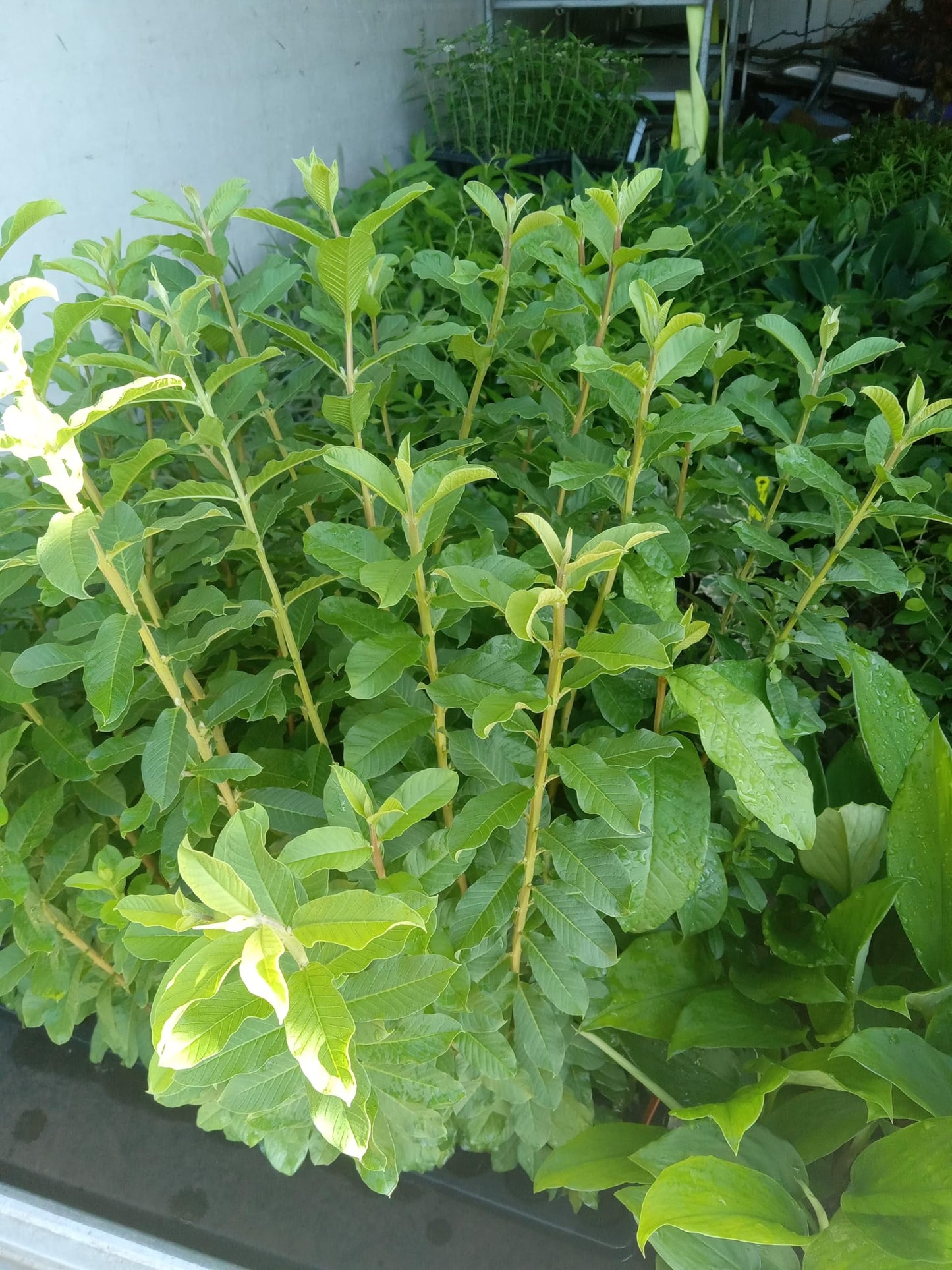 Dwarf Guava Guava Live Plant – 4–6” Tall Nano Leaf Guava – Rare Psidium Guajava Variety – Micro Leaf Guava - Compact, Fast-Growing, Indoor/Outdoor, Container-Friendly – Delicious Fruit