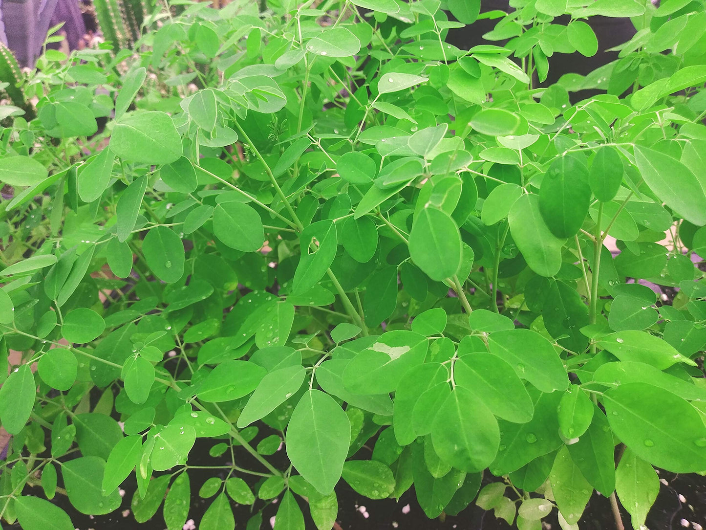 10 Live Plants Moringa oleifera Live Plant Size up to 10" to 15" 00
