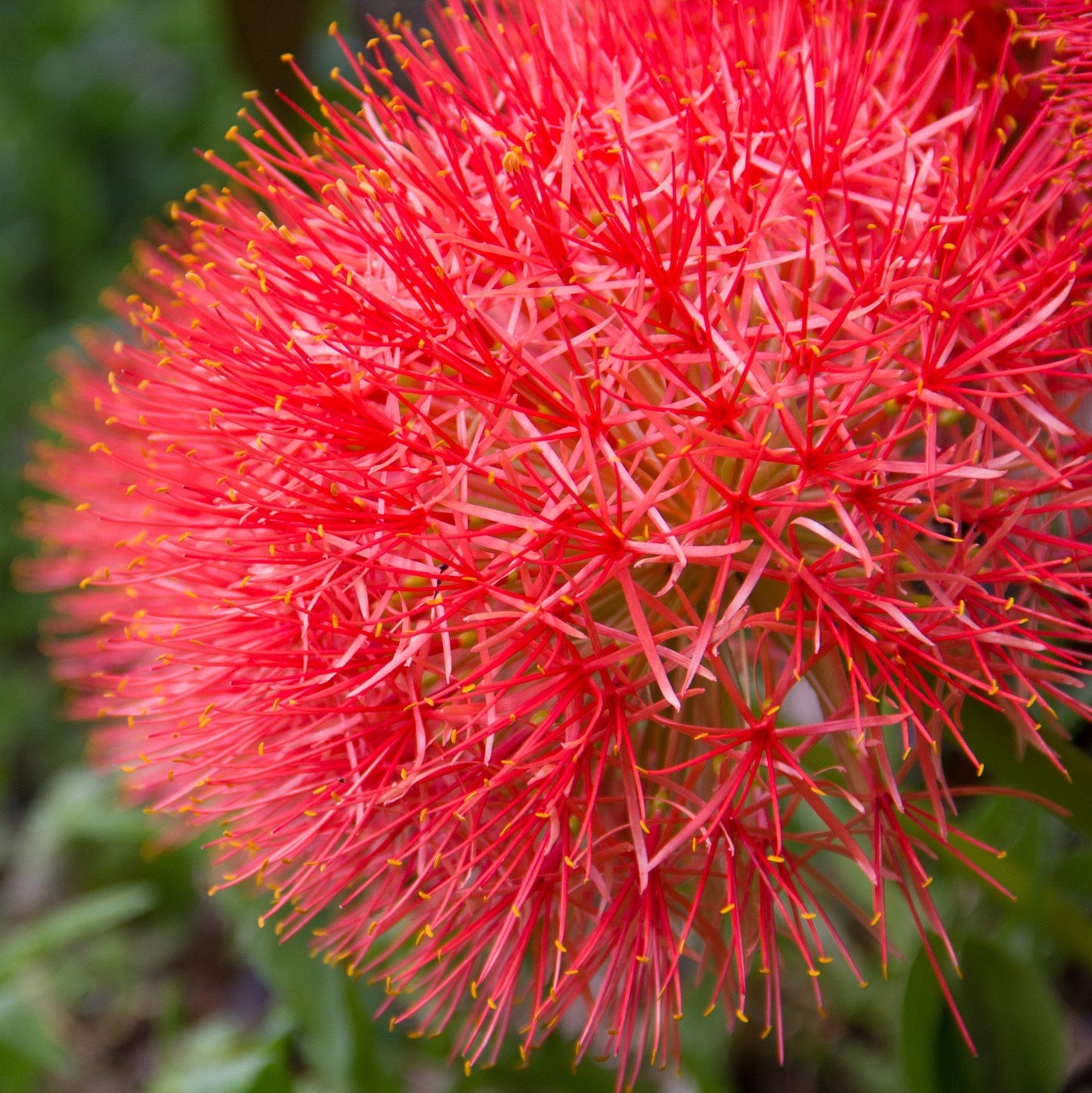 Easy to Grow Red 'African Blood Lily' Plant Bulbs (3 Pack) - Beautiful Uncommon Red Flowering Blooms in Summer Gardens