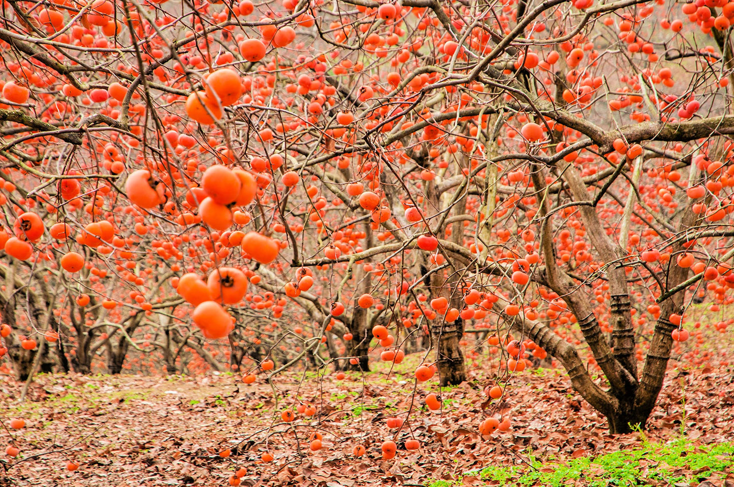 American Persimmons Tree Seedlings for Planting - 1 Yr Old Seedlings (2 Persimmon Tree) - No Ship to California