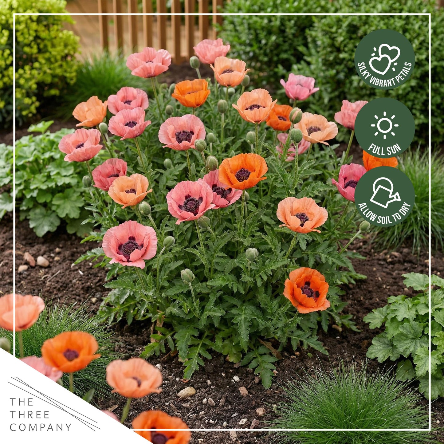 Live Papaver Oriental Poppy 2-Pack – Fruit Punch – Large Spring Blooms, Sun Perennial, 10” Tall, 1 Qt Pot