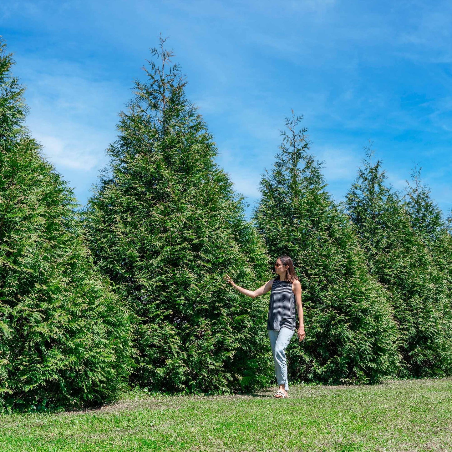 Perfect Plants Thuja Green Giant 1 Gallon 5-Pack | Privacy Evergreen Arborvitae | Adaptable Lush Green Foliage