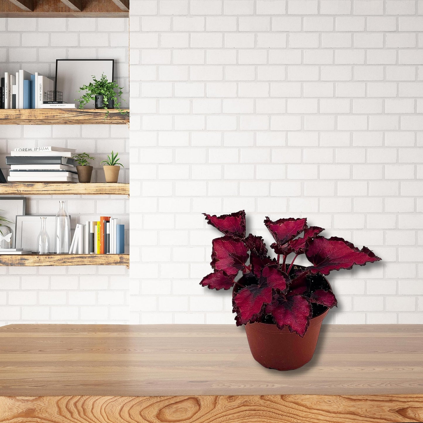 Harmony Foliage Harmony's Red Robin, Begonia Rex, Dark 4 inch Painted-Leaf Begonia, Variegated