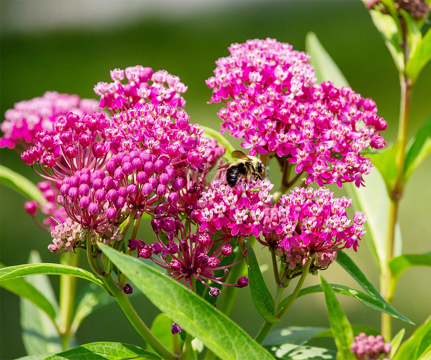 Pink Swamp Milkweed Seeds to Help Save The Monarch Butterflies - Incarnata Milkweed