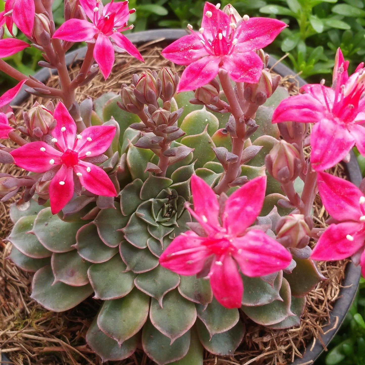 Graptopetalum Tacitus bellus Super Star Cacti Cactus Succulent Real Live Plant