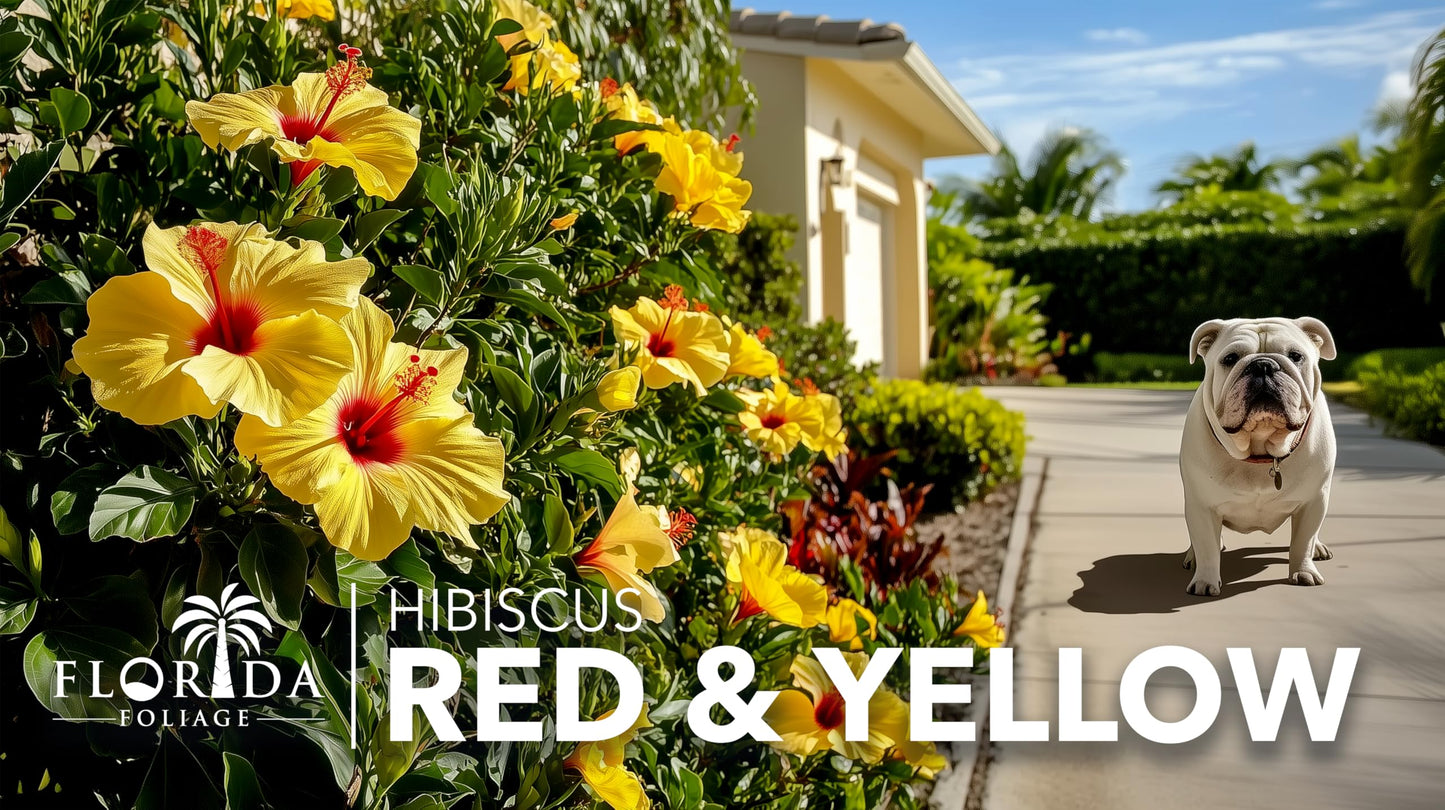 Hibiscus Red & Yellow | 3 Live Plants | Hibiscus Rosa-Sinensis | Vibrant Blooms | Garden Favorites