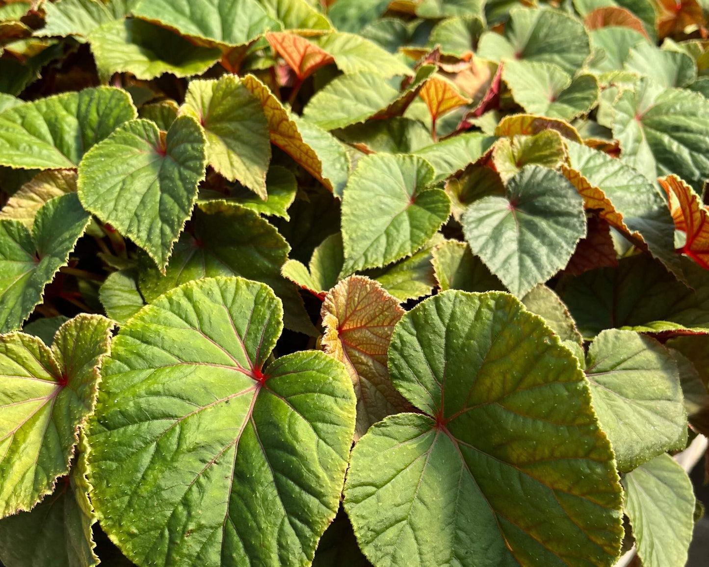 Perennial Farm Marketplace Begonia grandis (Hardy) Perennial, 1 Quart, Pink Flowers