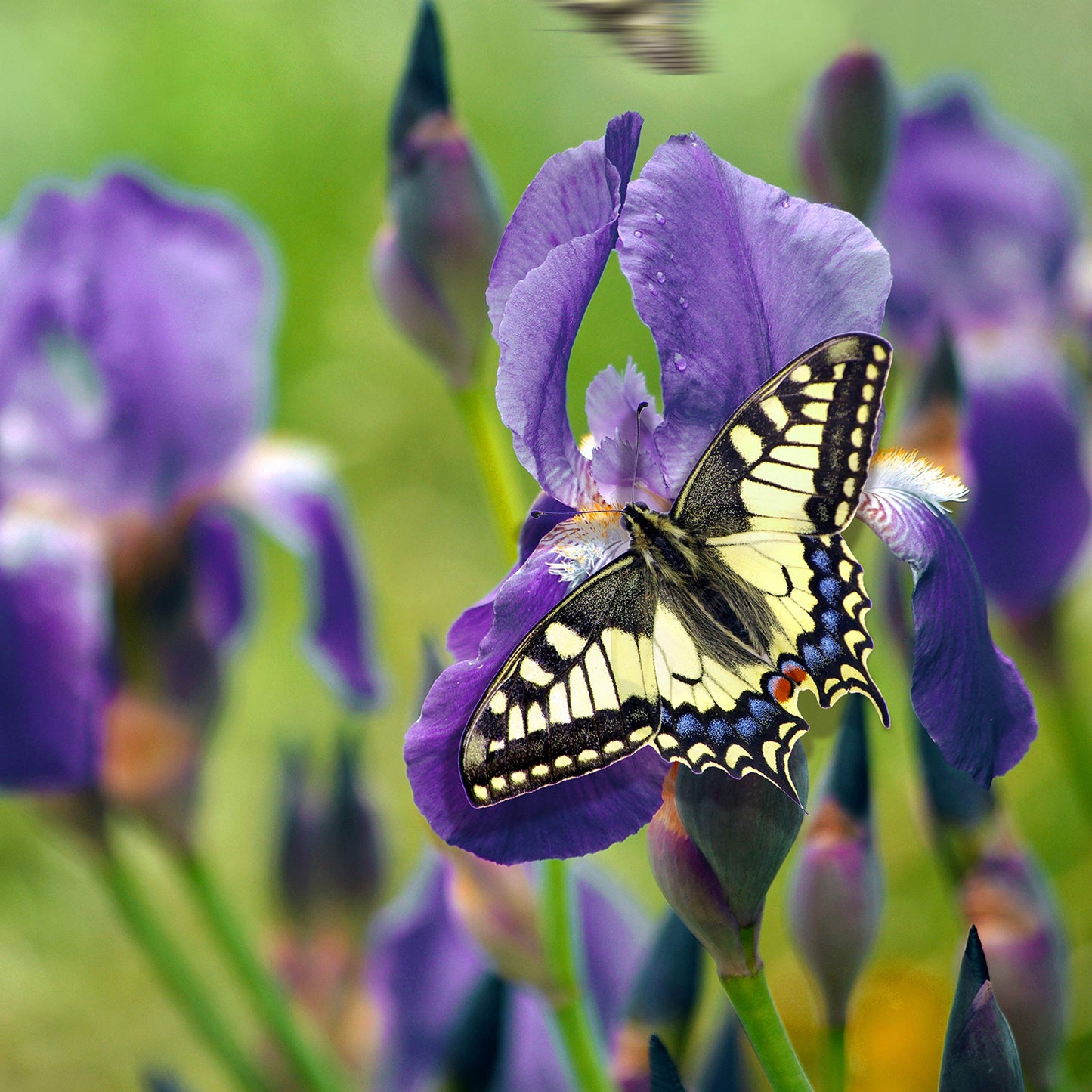 Dutch Iris Bulb Collection – Premium Mixed Blooms in Blue, White & Yellow | Late Spring Hardy Perennial Flowers for Beds, Borders & Containers – Attracts Pollinators – Zones 3–8 - (45 Bulbs)