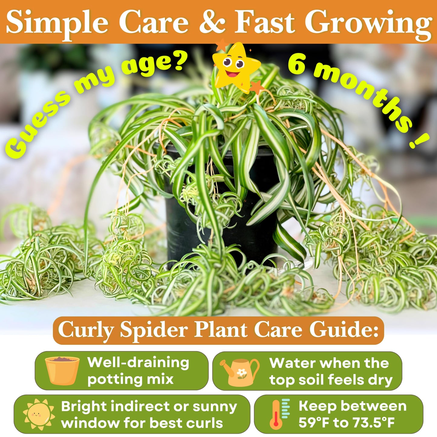 Dr. Lu’s Organic Bonnie Curly Spider Plant | Air Purifying House Plants | Rooted Spider Plant | Easy Grow Indoor Plants | Live Plants in 4'' Nursery Pot